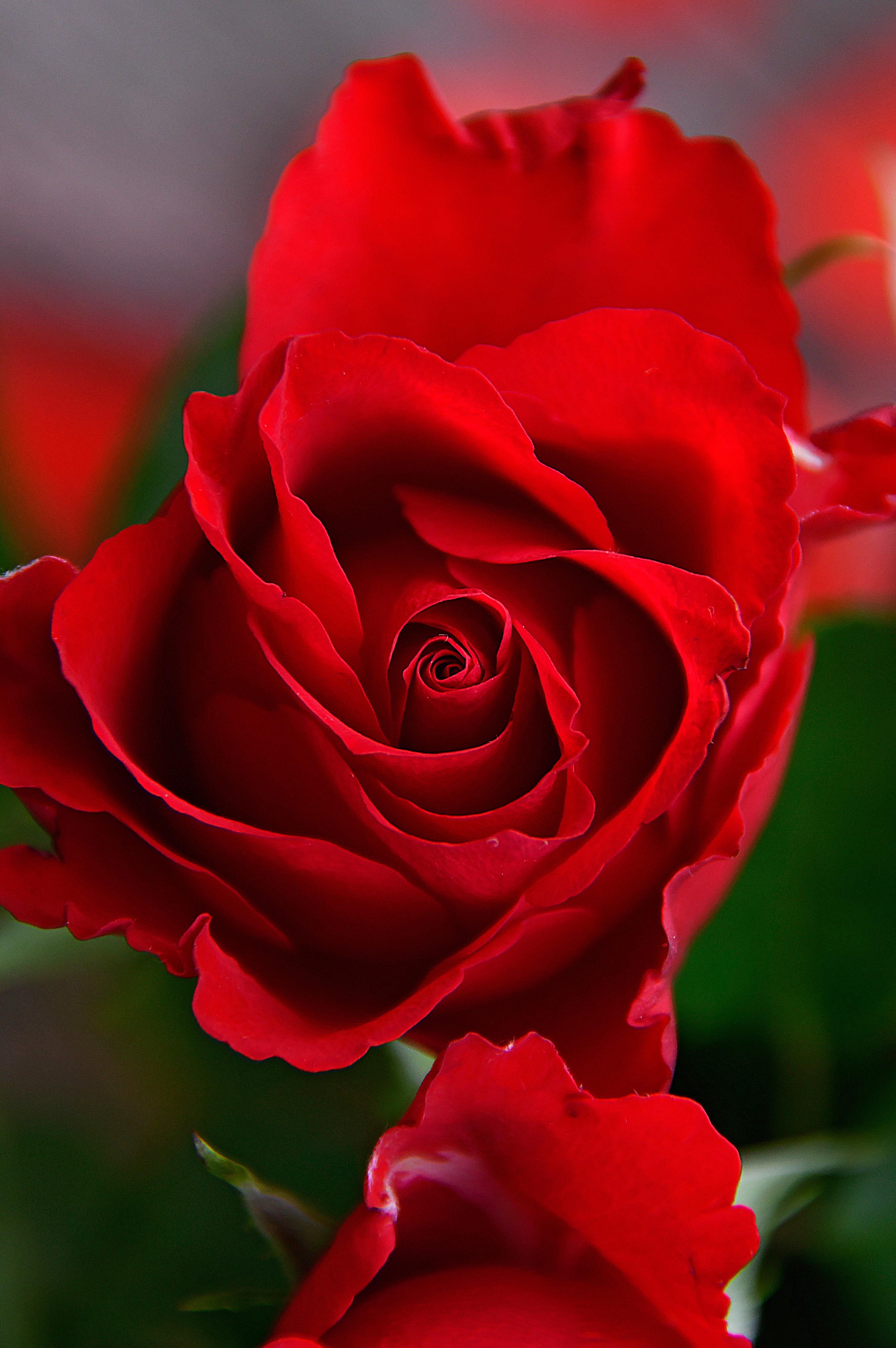 rose, fragility, petal, close-up, focus on foreground, growth, nature, valentines day - holiday, flower arrangement, flower head, romance, flower, Phone HD Wallpaper