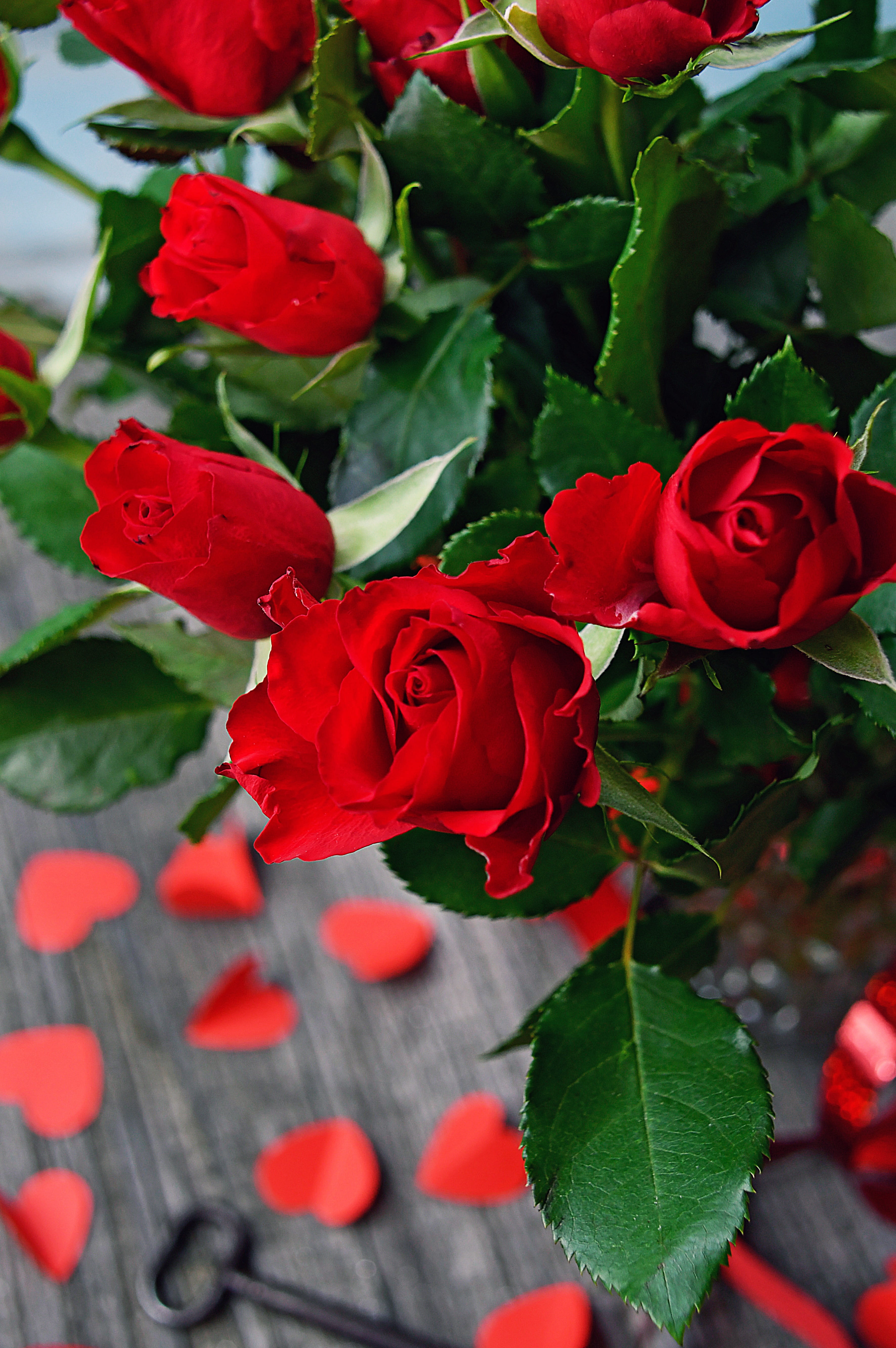 bouquet, leaf, day, outdoors, loving, roses, flower head, 5K, valentines, beauty in nature, flowers, red rose, close-up, growth, nice, plant part, love, Phone HD Wallpaper
