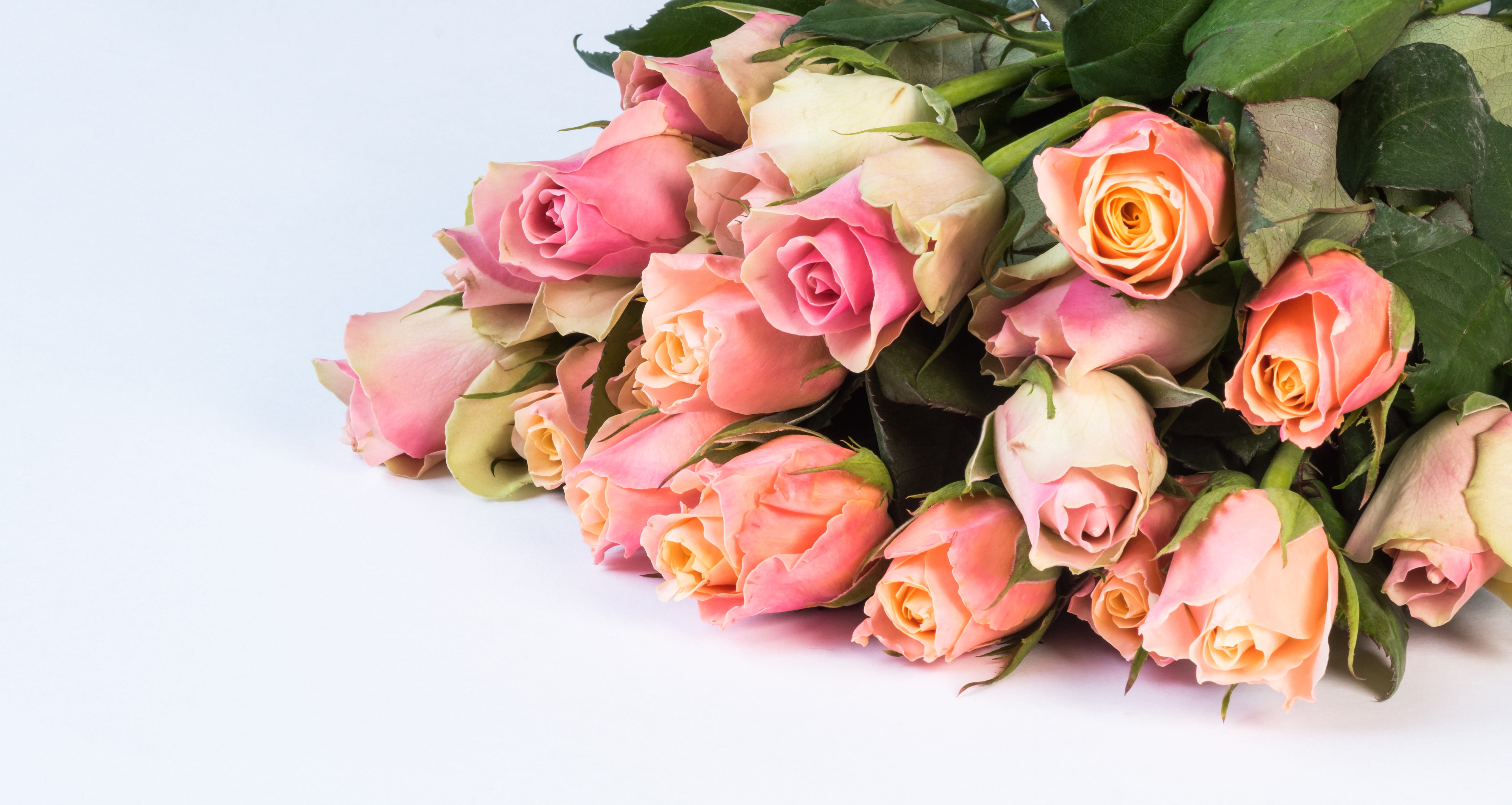 plant, romance, celebration, freshness, flower head, flowering plant, roses, vulnerability, petal, nature, romantic, white background, blooming, pink color, HD Wallpaper
