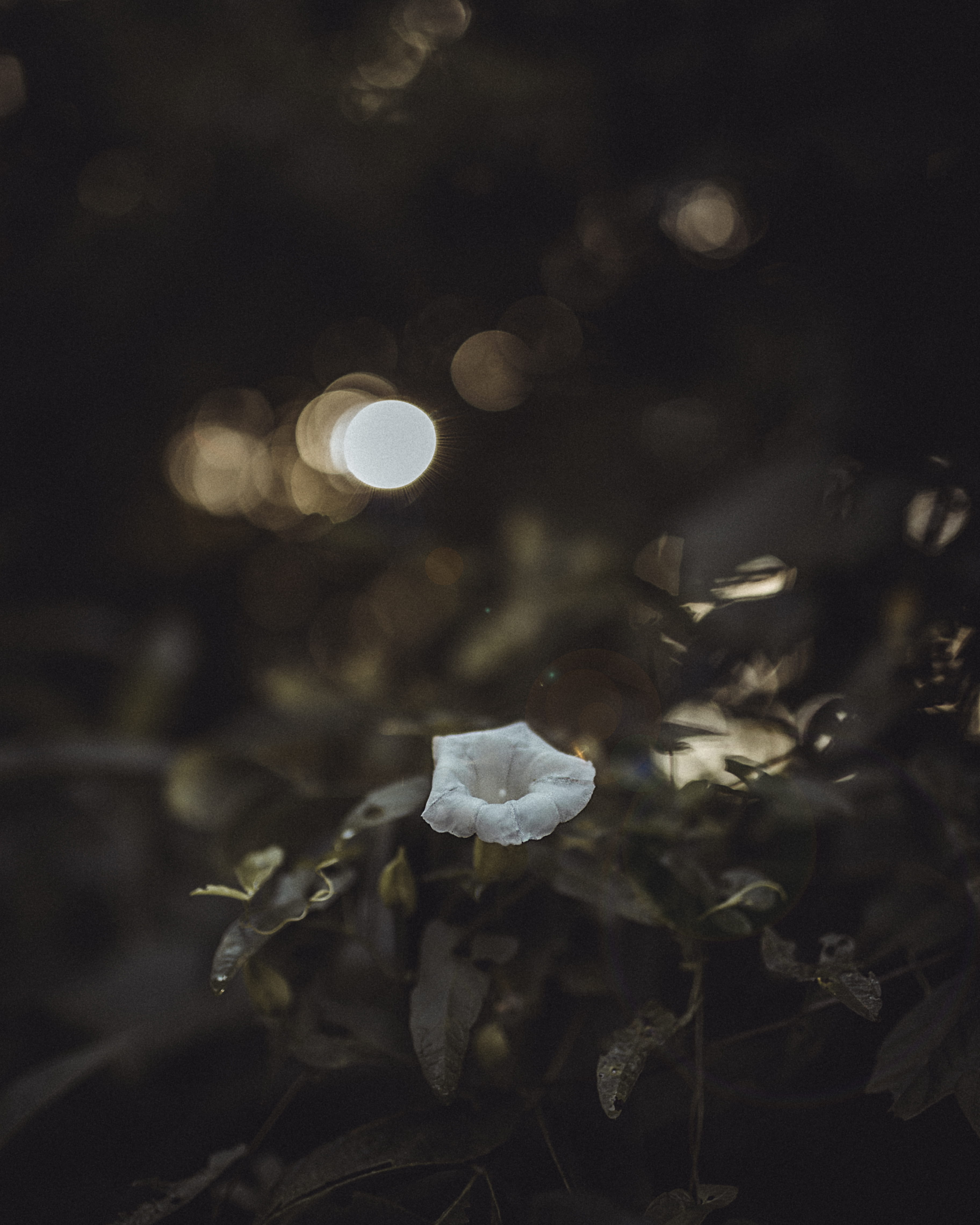 close-up, foliage, fine art, land, growth, outdoors, nature, soft, freshness, landscape, plant, focus on foreground, us, no people, intimate, fragility, Phone HD Wallpaper