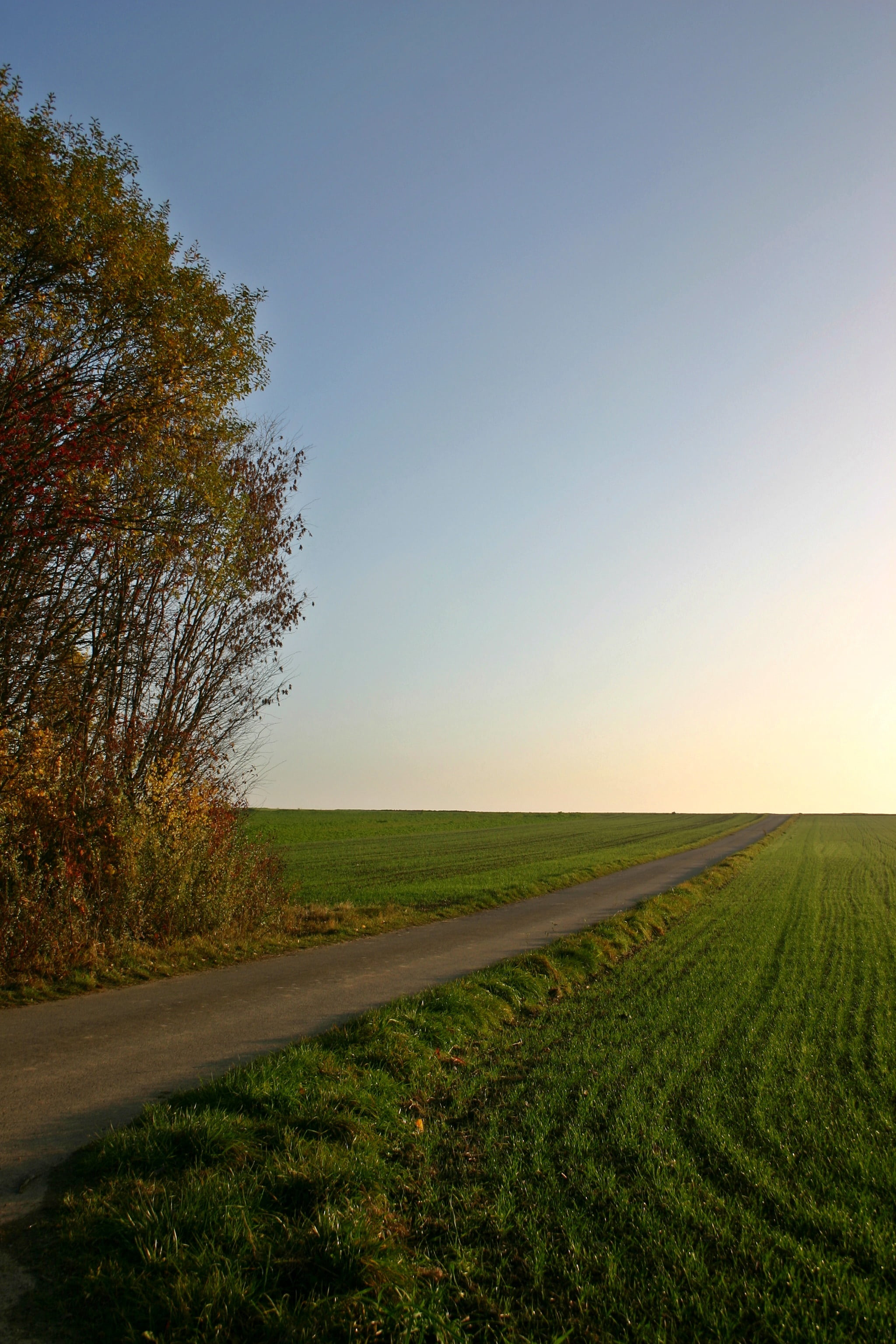 agriculture, day, scenics - nature, land, light, outdoors, autumn, horizon, grass, plant, field, lane, road, beauty in nature, tranquil scene, baden württemberg, Phone HD Wallpaper