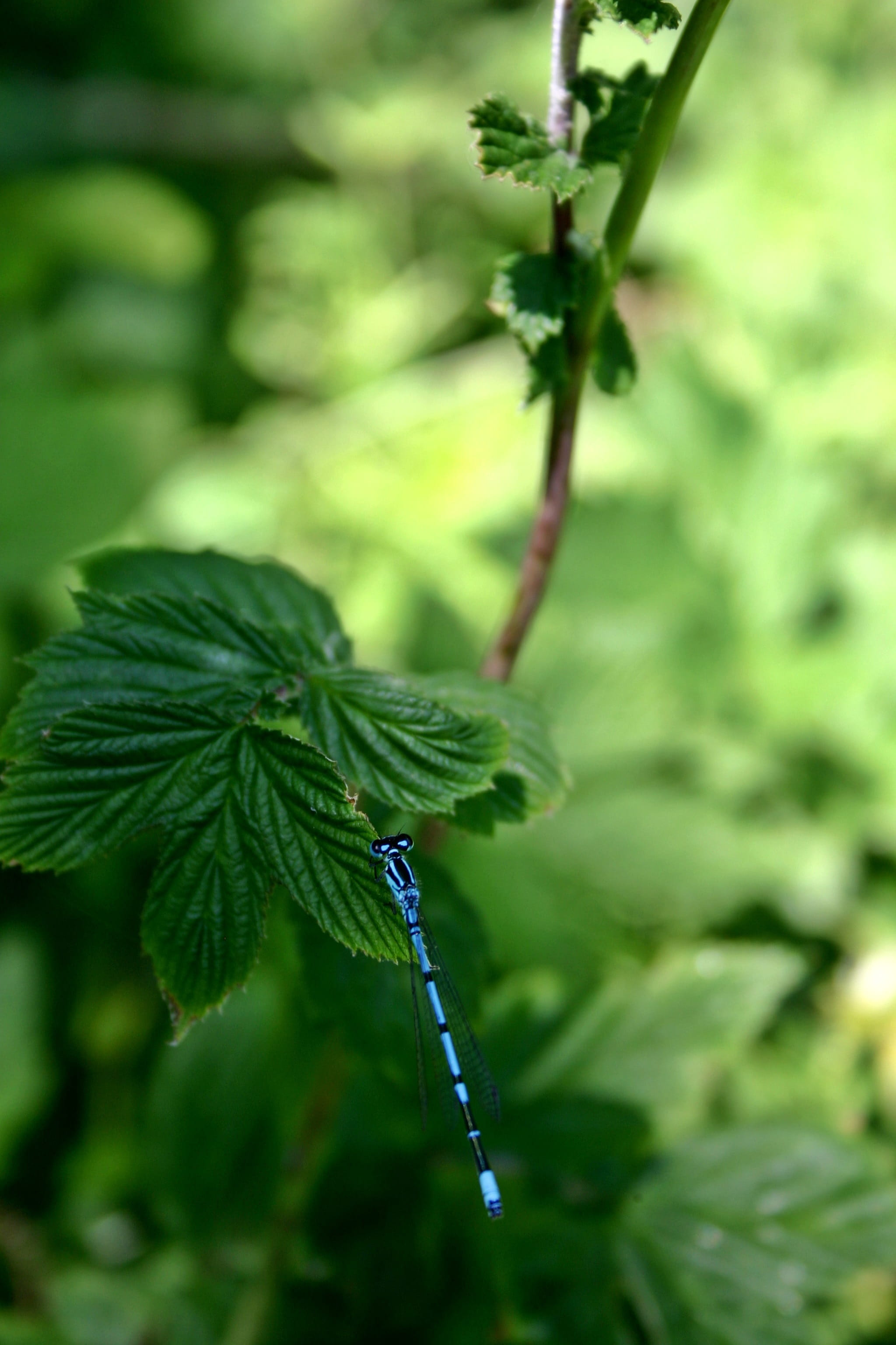 growth, small dragonfly, europe, green, horseshoe-azure bridesmaid, fragility, beauty in nature, vulnerability, Bridesmaid, close-up, focus on foreground, Phone HD Wallpaper