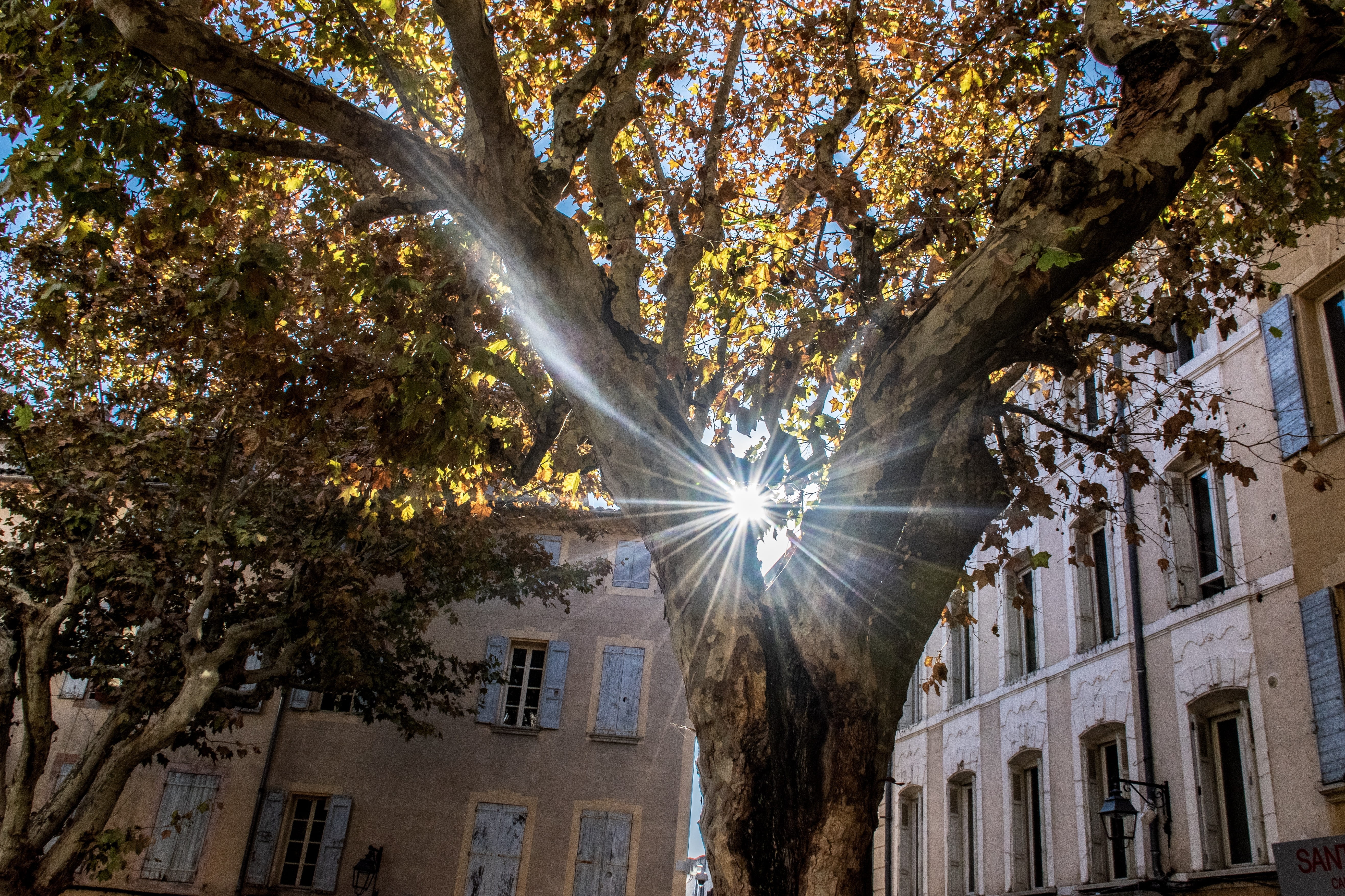 nature, beauty, residential district, building, peaceful, building exterior, beauty in nature, growth, city, glorious, tourism, 5K, europe, manosque, trunk, HD Wallpaper