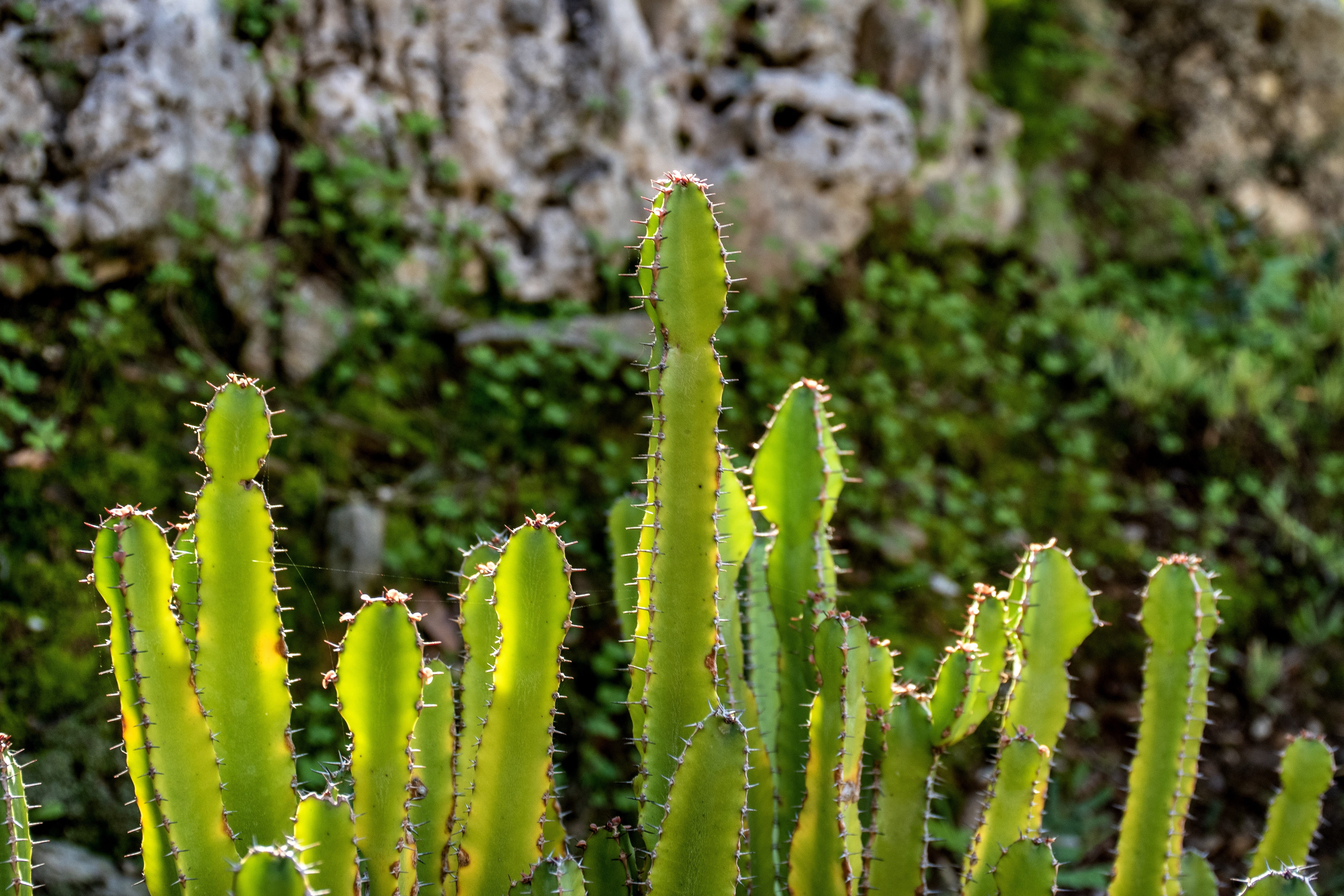 french riviera, greenery, thorns, plant part, provence, cactus, selective focus, sunlight, nature, plant, close-up, europe, focus on foreground, france, HD Wallpaper