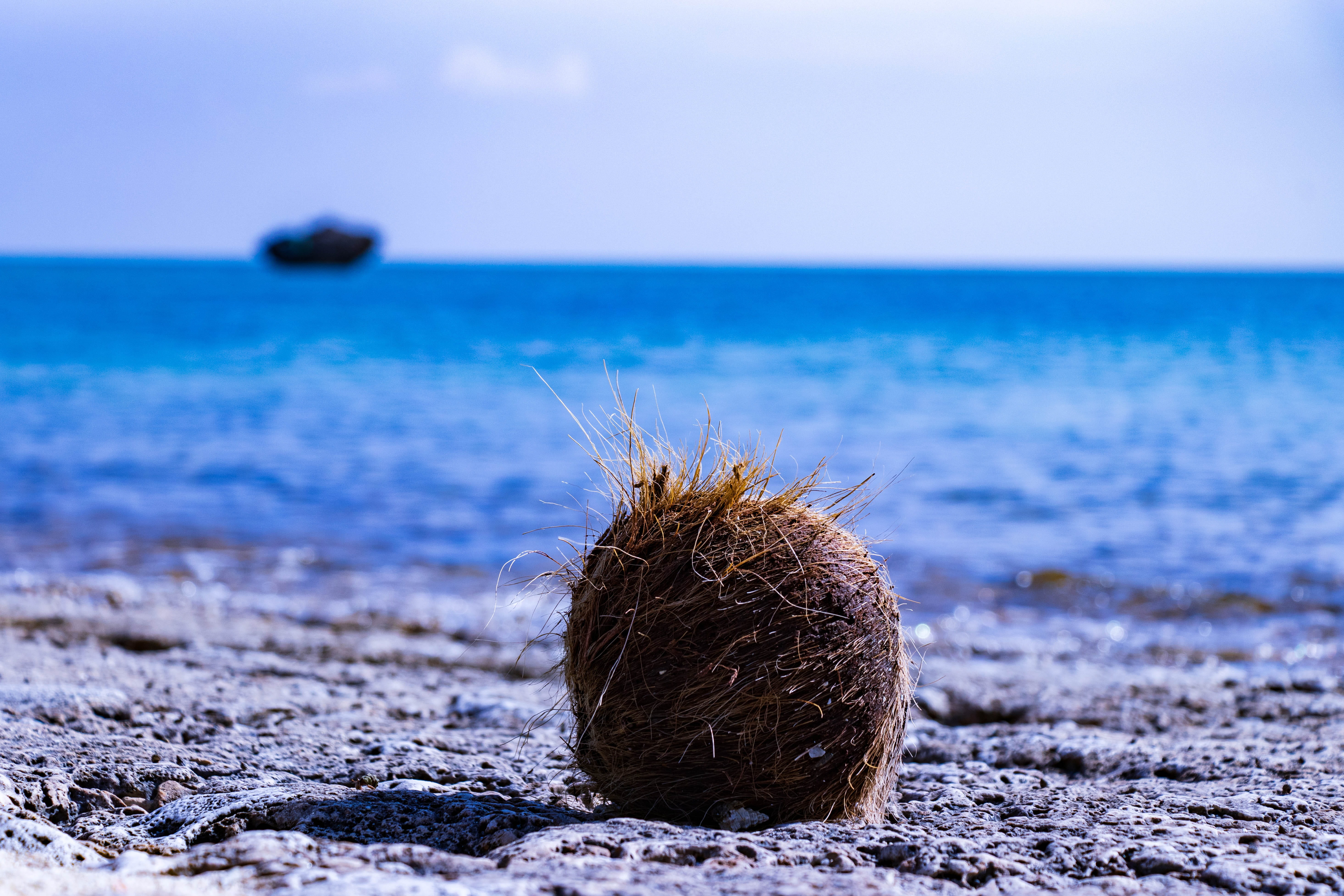 outdoors, animal, background, land, beauty in nature, light blue, southern countries, ishigaki, day, landscape, sea, close-up, blue, okinawa, comfort, beach, HD Wallpaper