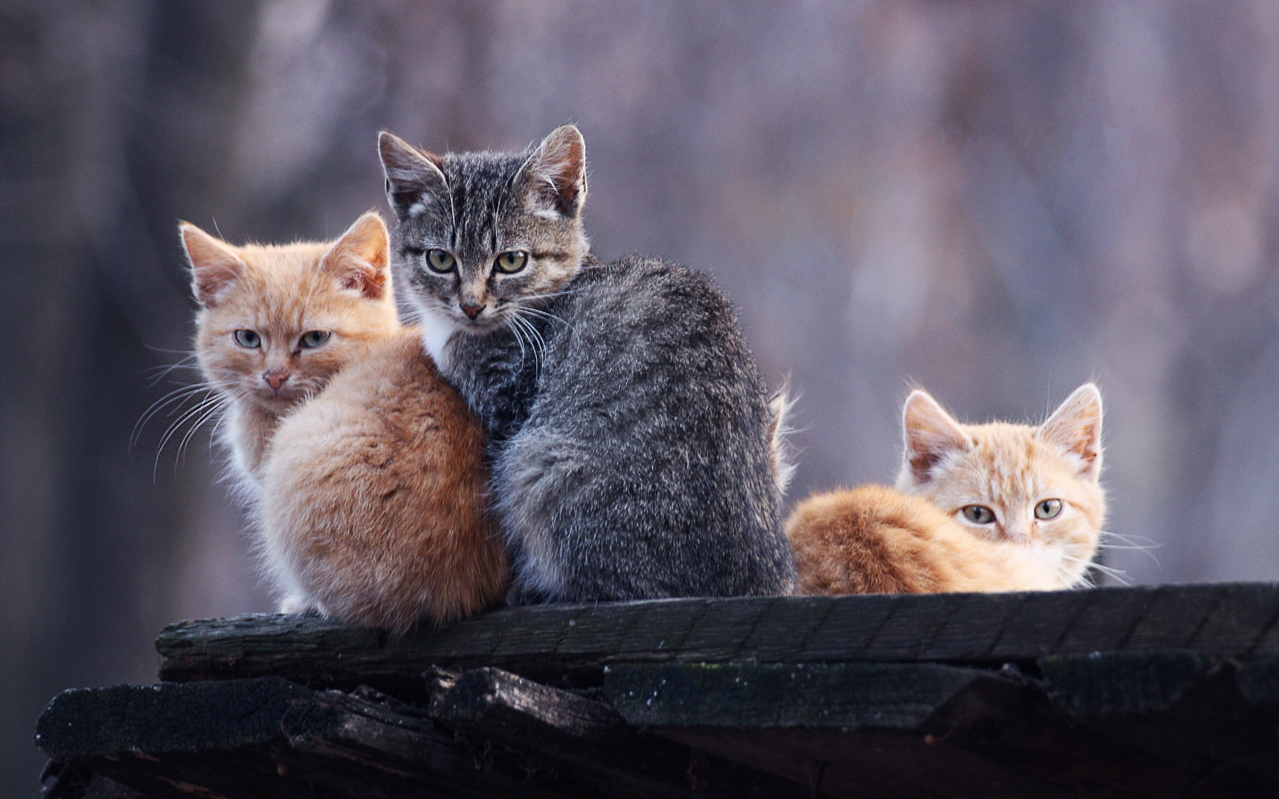 Gray, Cat, Intimate, Photo, Orange, 2K, HD Wallpaper