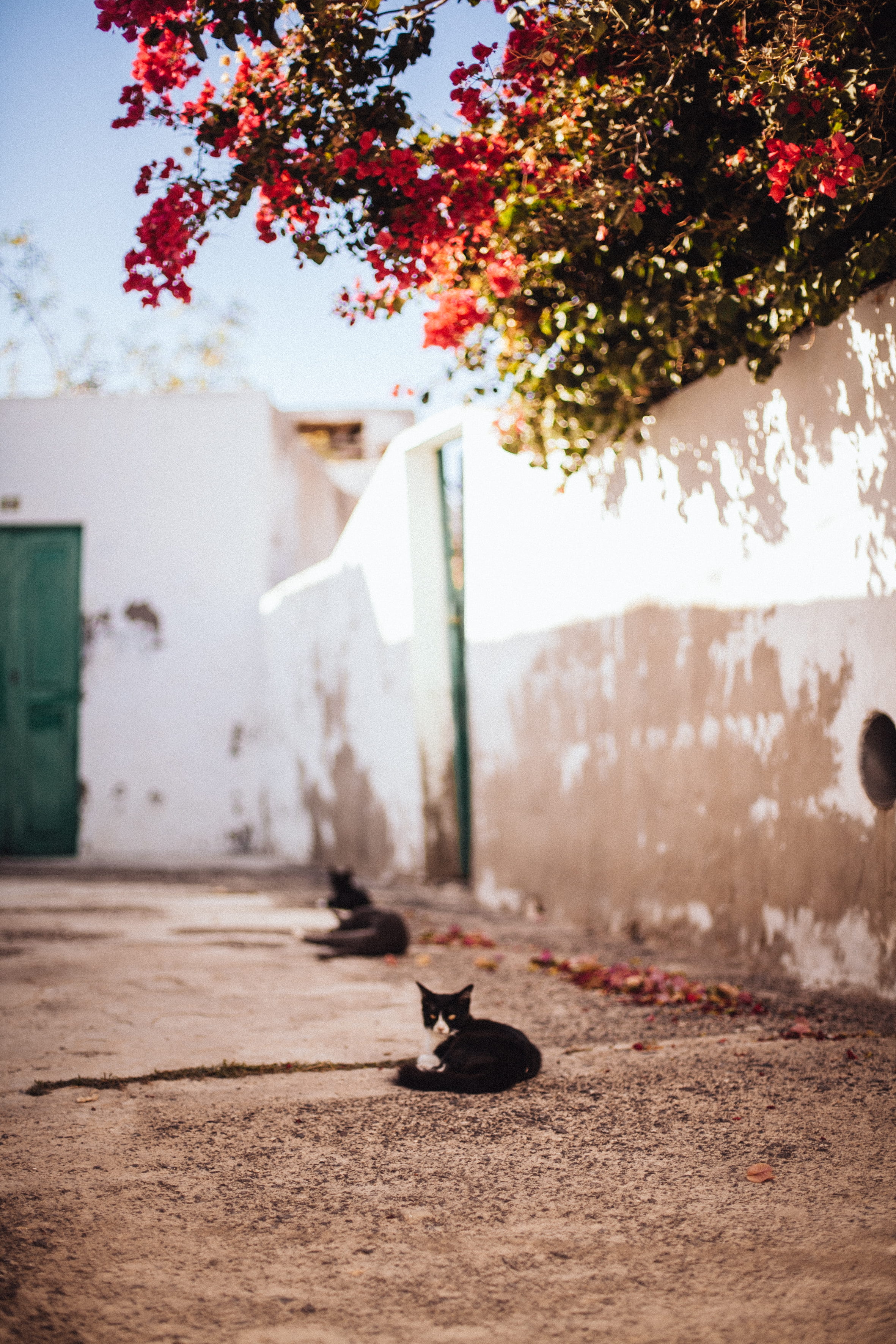 domestic cat, feline, mammal, tuxedo, lying, photography, outdoors, day, plant, rural, leaf, brown, 2K, selective, pets, red, nature, domestic animals, Phone HD Wallpaper