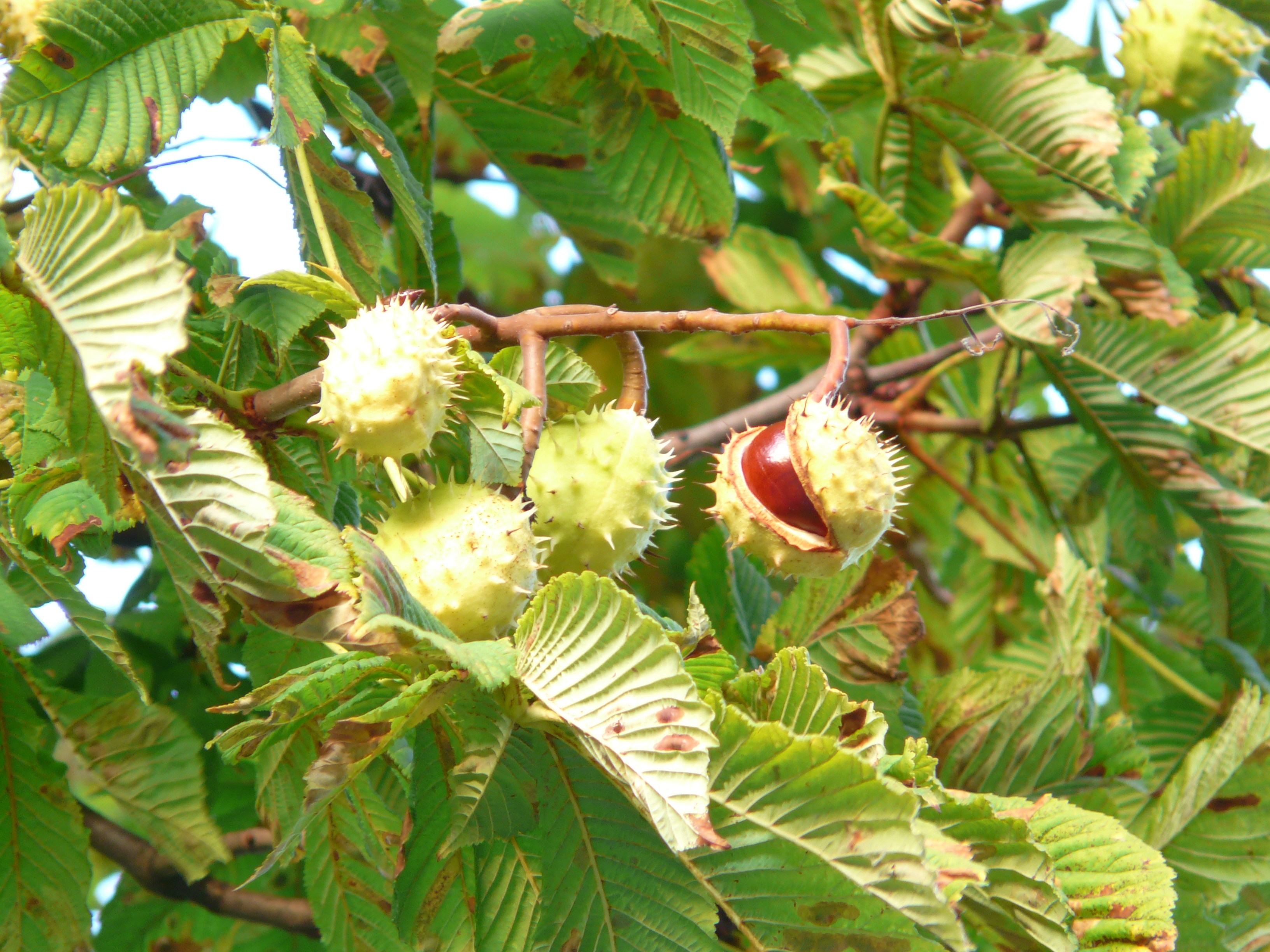 flower head, plant part, buckeye, foliage, chestnut leaves, collect, food, prickly, seeds, outdoors, chestnut, vulnerability, focus on foreground, nature, HD Wallpaper