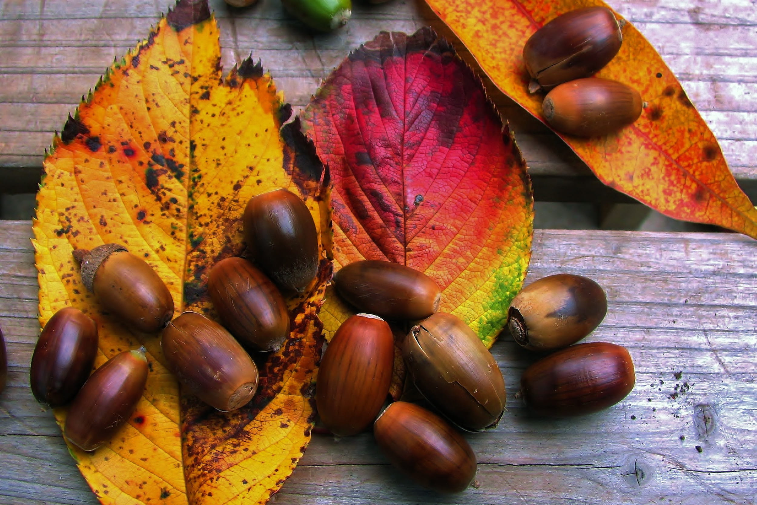 leaf, nature, close-up, focus on foreground, food, fall, no people, vegetable, leaves, food and drink, Closeup, chestnut, nut - food, acorns, backgrounds, HD Wallpaper