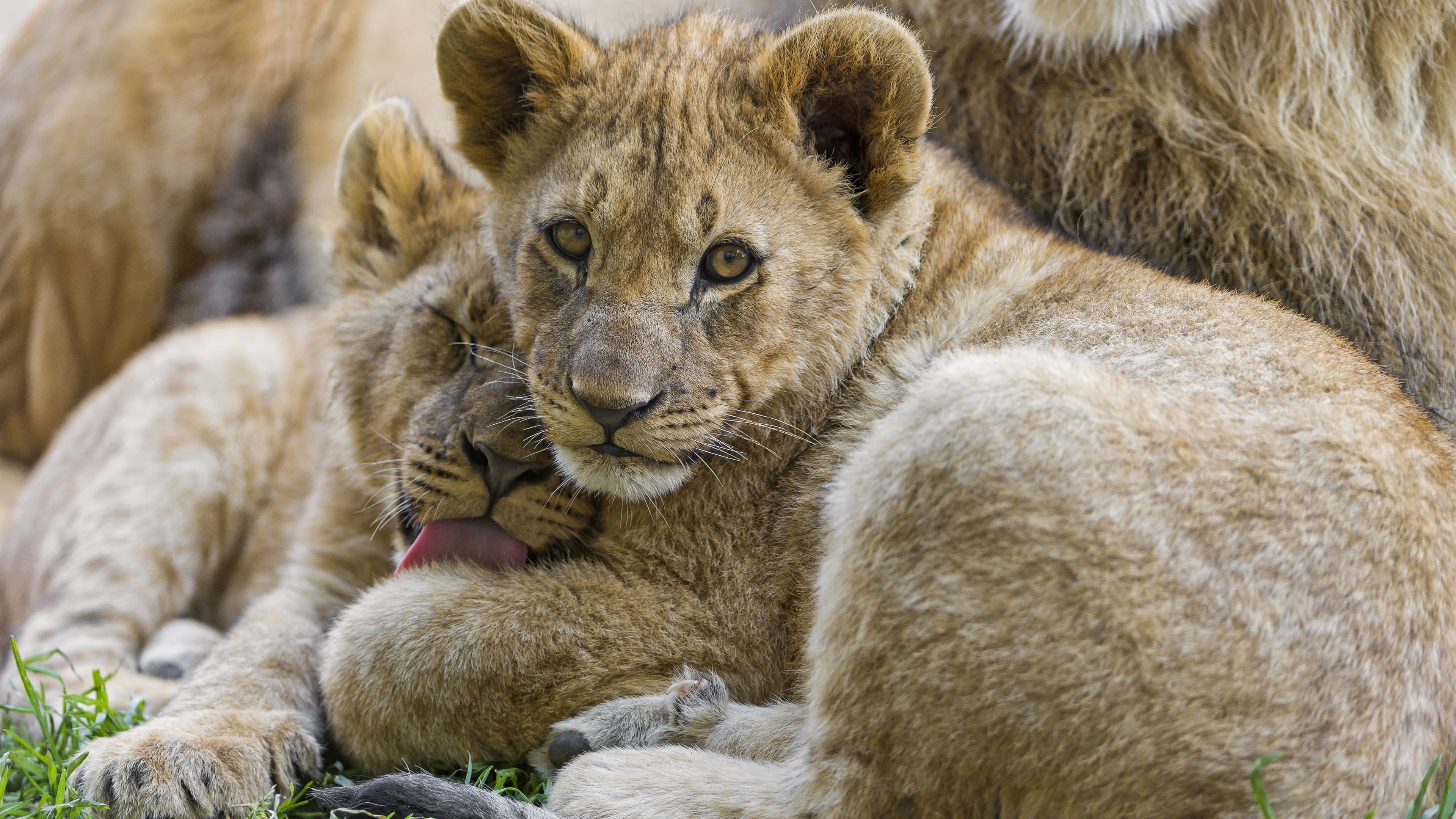 Cubs, You, Look, 4K, Lion, HD Wallpaper