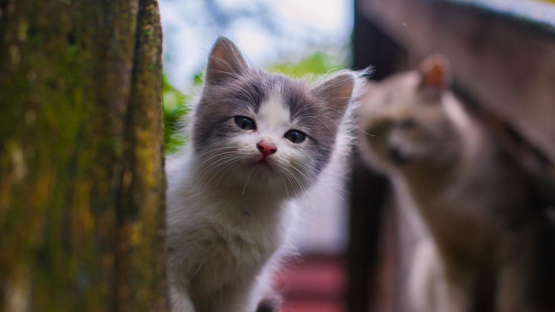 desktop, look at you, kitten, look, baby, 1080P, HD Wallpaper