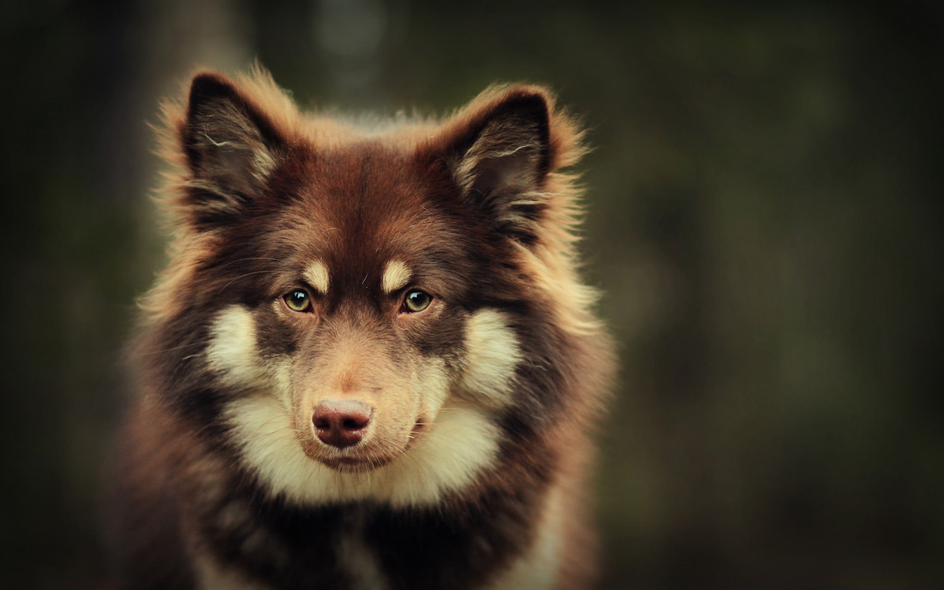 white, shepherd, Bokeh, You, Look, 1080P, Dog, Brown, HD Wallpaper