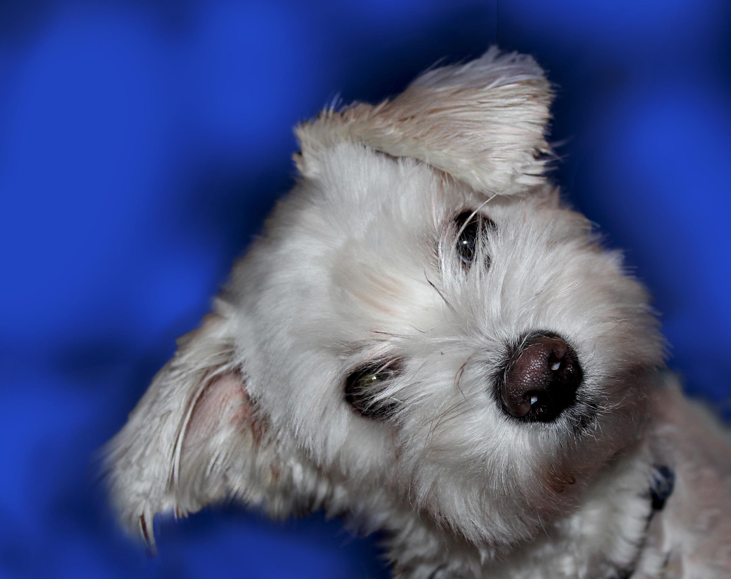animals, dogs, looking, cute, fluffly, 1080P, HD Wallpaper