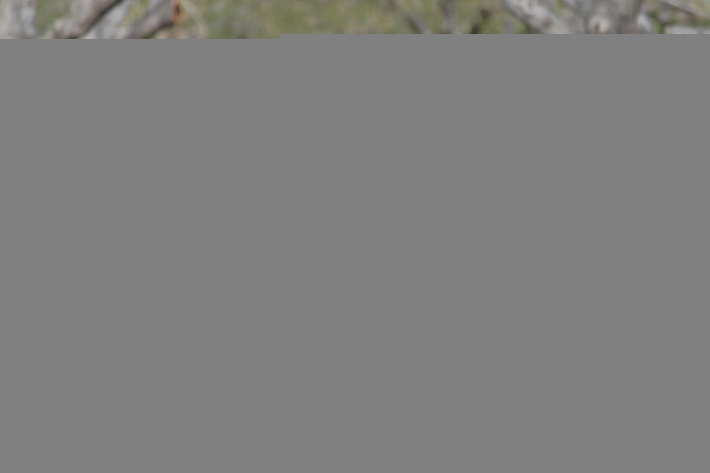 ponies, 1080P, animals, horses, trees, grass, hell, looking, HD Wallpaper