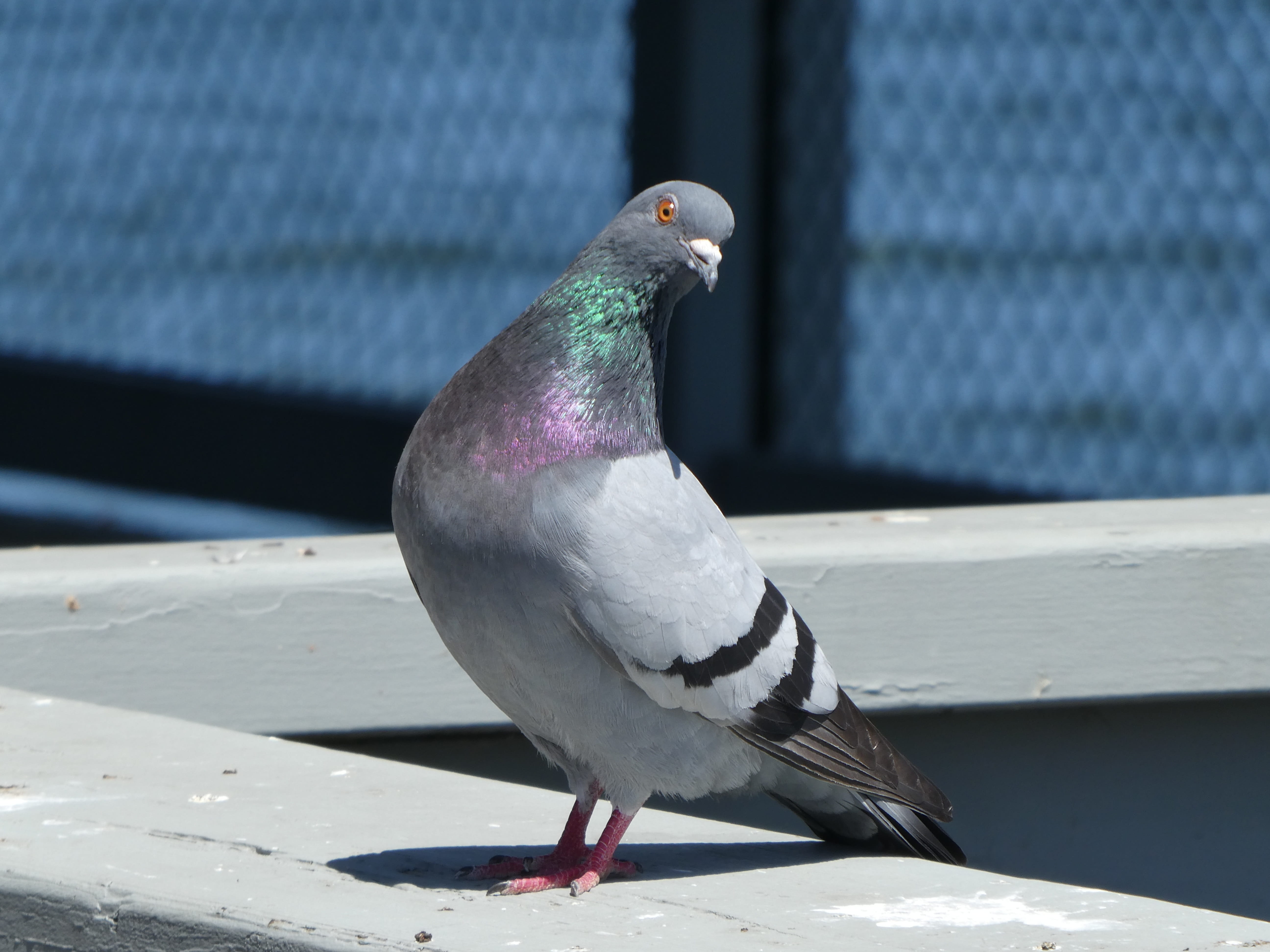 dove, you talkn to me, animal, animals in the wild, shadow, nature, day, outdoors, one animal, focus on foreground, oregon, no people, sunlight, HD Wallpaper