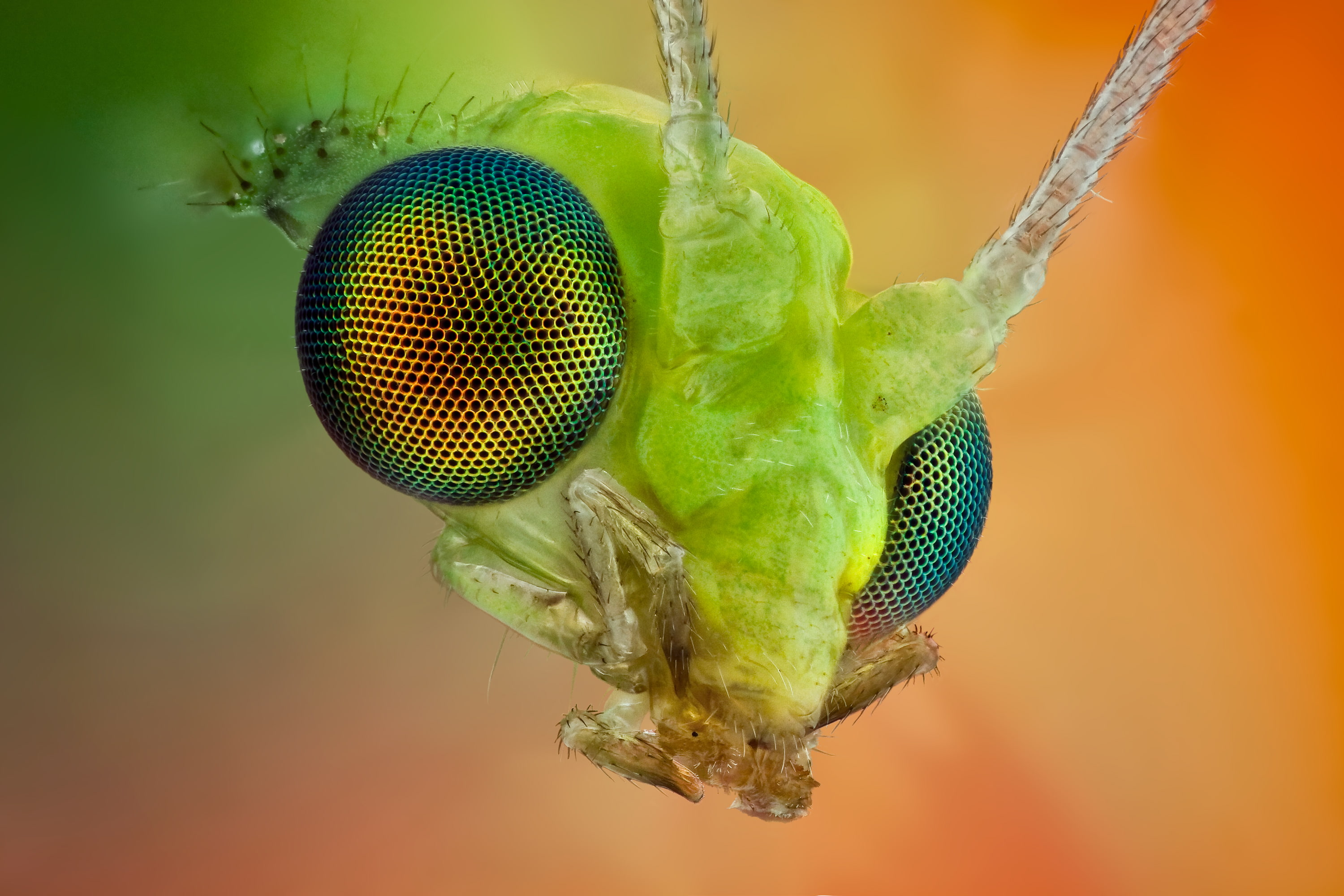 Im watching you, looks, 2K, insect, HD Wallpaper
