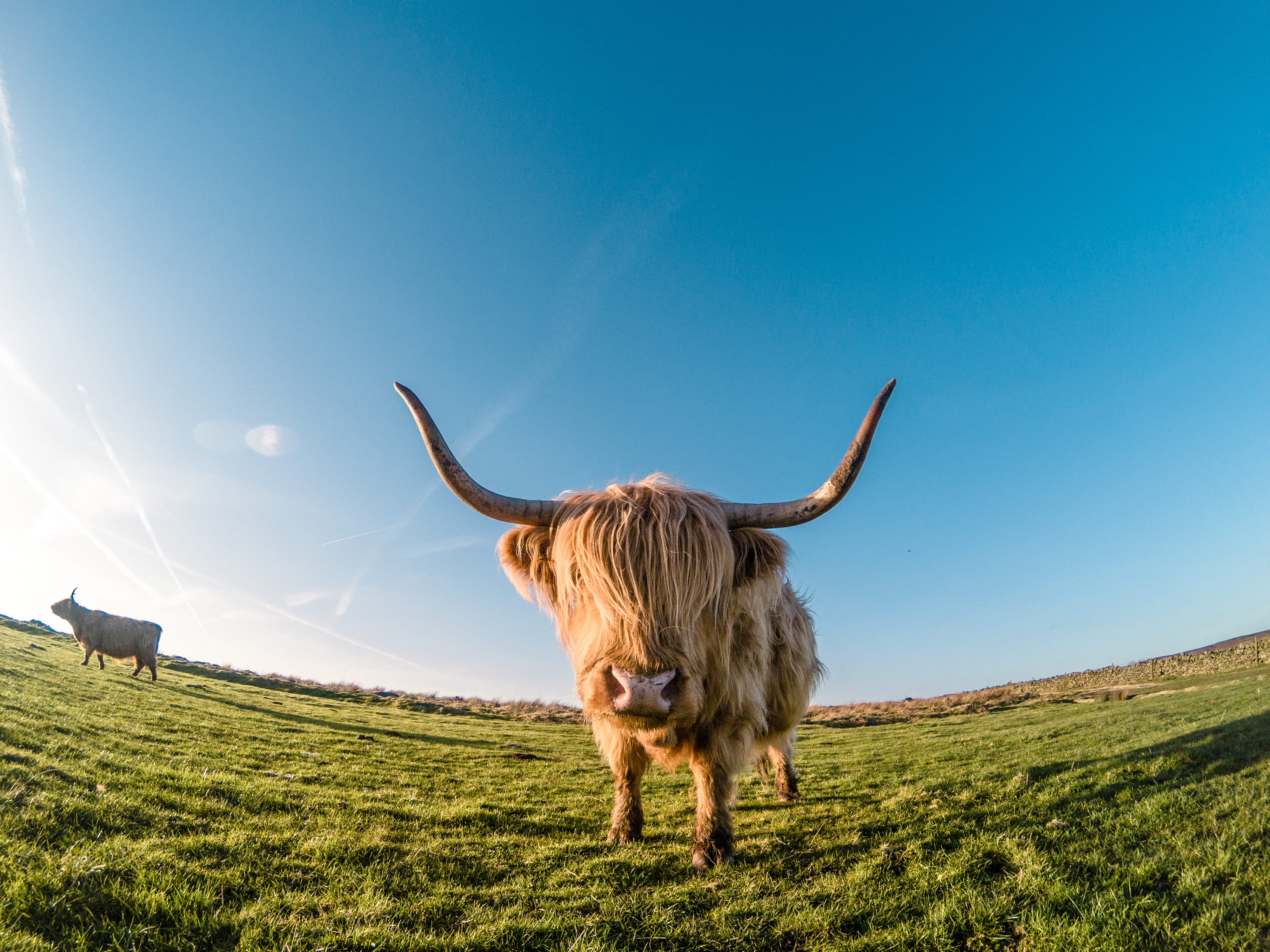 brown, no people, domestic animals, livestock, animal themes, cattle, land, domestic, highland cattle, animal wildlife, nature, horn, environment, gopro, HD Wallpaper