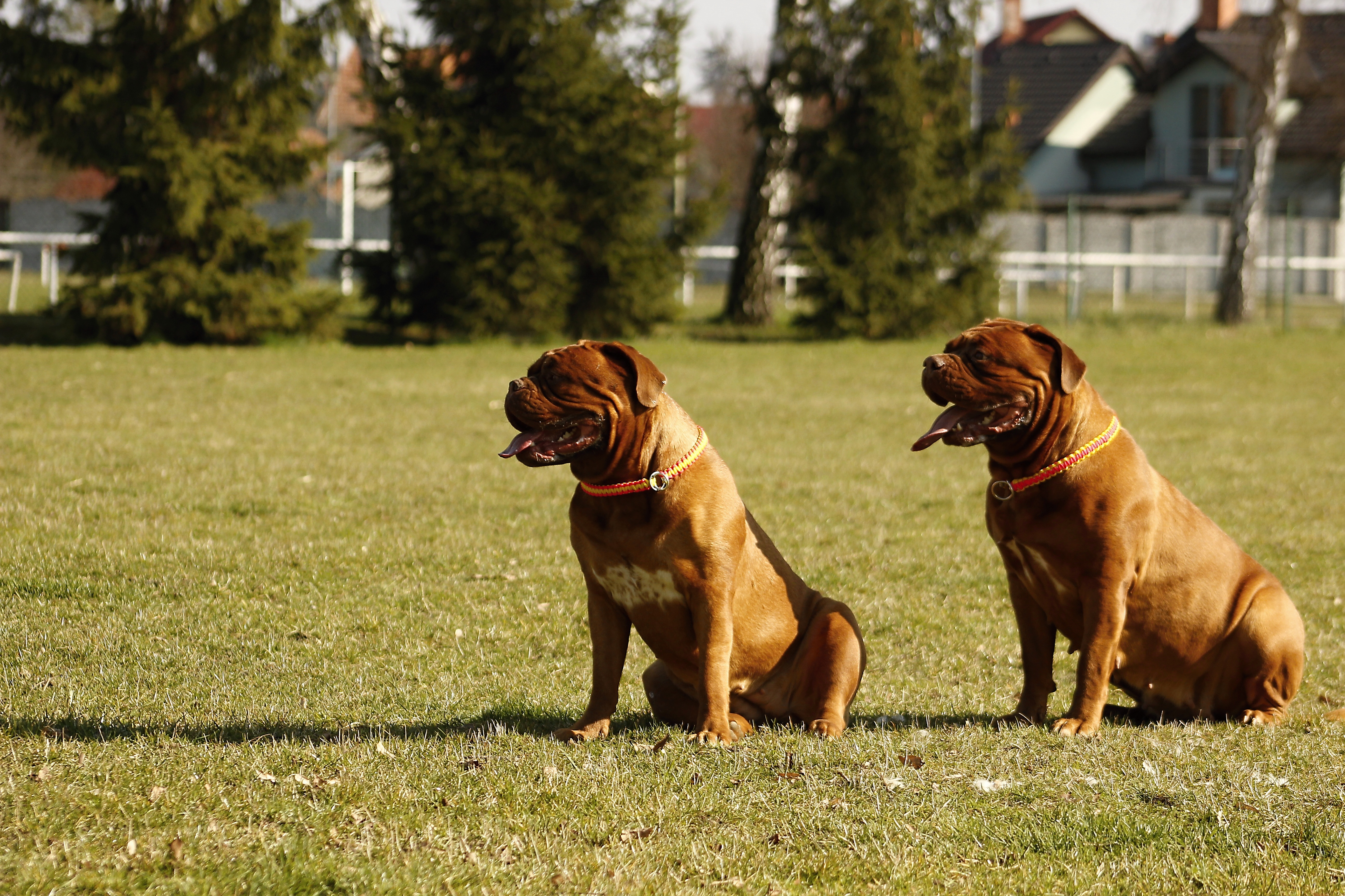 animal, vertebrate, mastiffs, home, grass, cute, breed, adorable, family tree, nature, big, plant, mastiff, pet, 5K, mammal, one animal, adult, puppy, HD Wallpaper