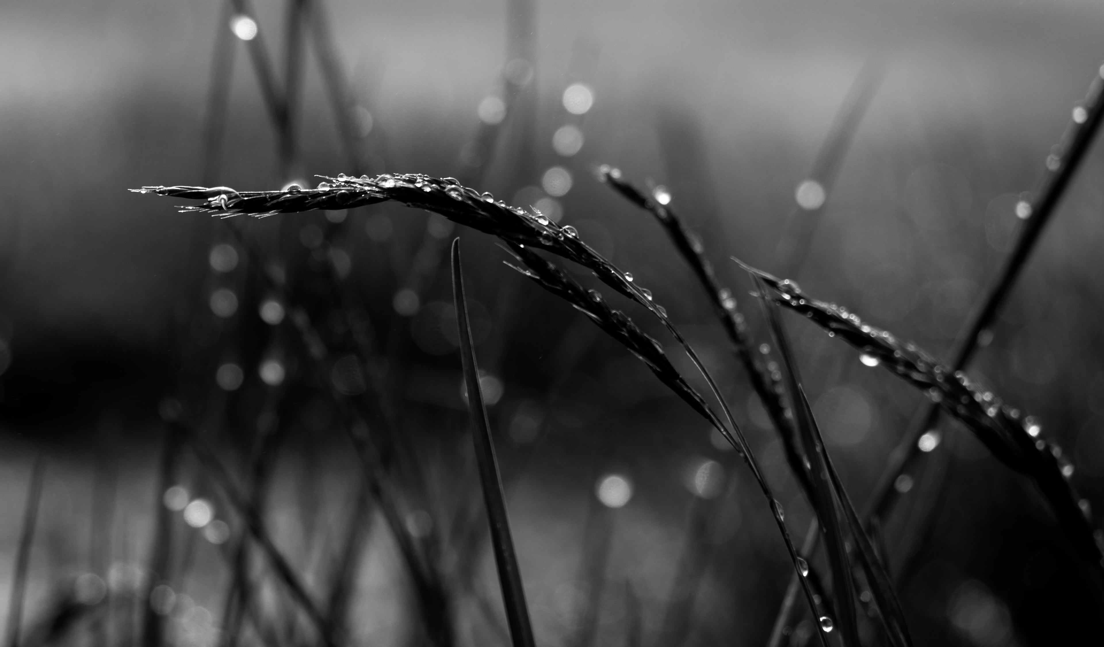 II, field, wheat grass, wet, beauty, reflex  mirror, mood, wheat, drop, low, photo, dof, close-up, drops, plant, sunrise, macro, nature, morning dew, grass, HD Wallpaper