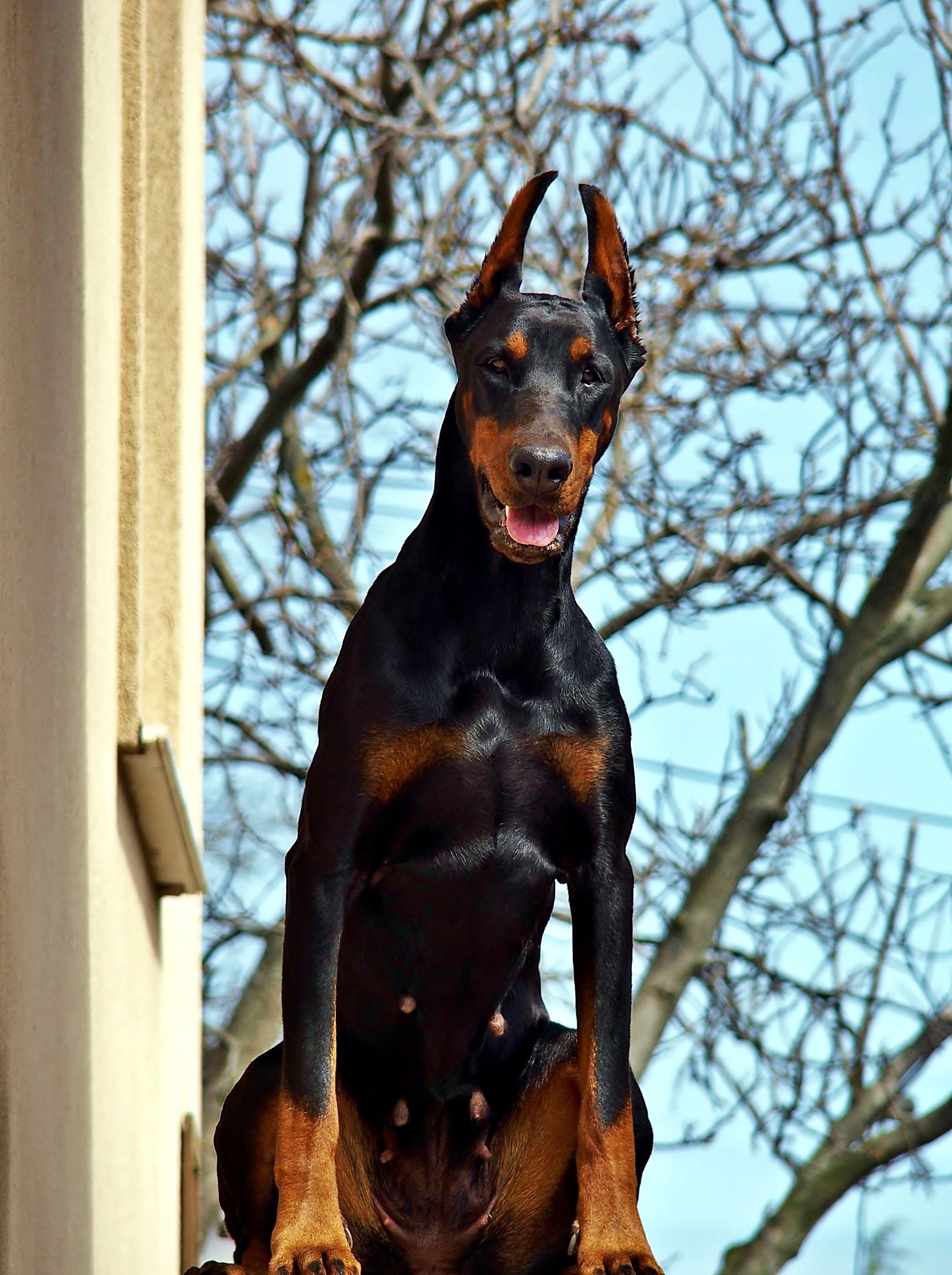 bare tree, doberman, low angle view, in addition to housing, looking, pets, no people, dog, focus on foreground, canine, vertebrate, one animal, animal themes, Phone HD Wallpaper