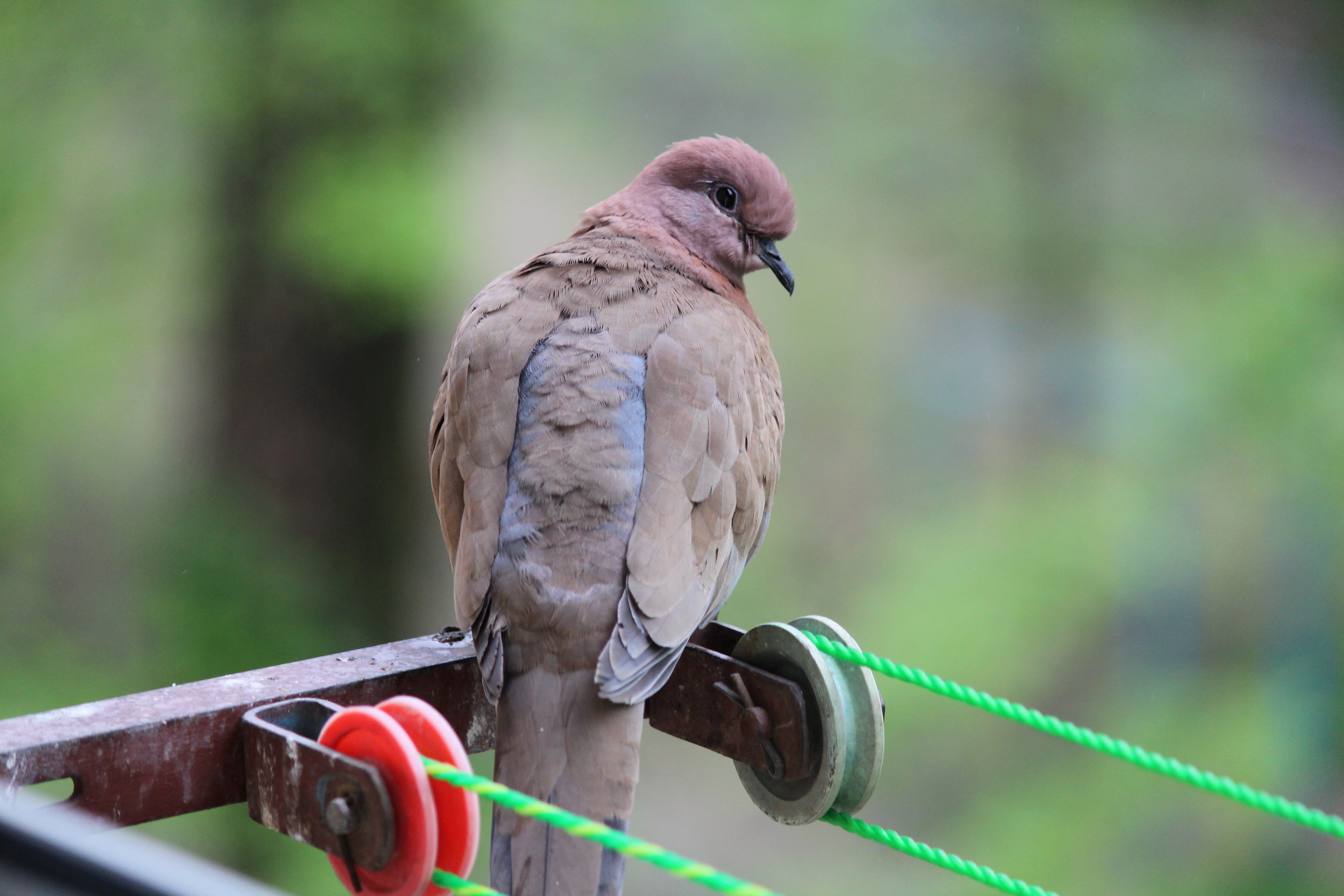 bird, perching, anitanola, full length, photo, animals in the wild, throat, animal themes, one animal, animal, nature, railing, tenderness, plant, animal wildlife, HD Wallpaper