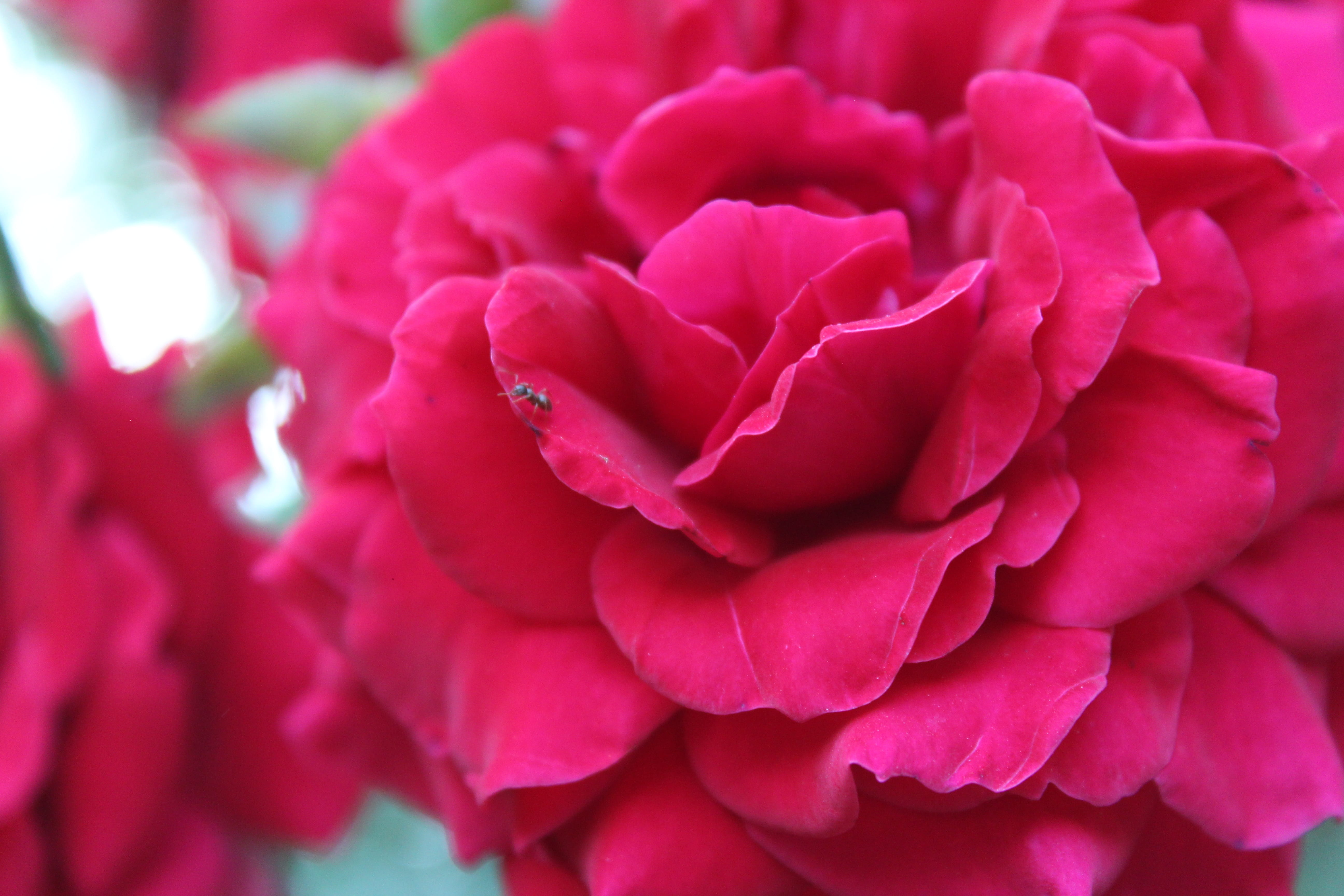 beauty in nature, plant, bud, tashkent, flower, focus on foreground, red, fragility, backgrounds, uzbekistan, pink, petal, freshness, flower head, vulnerability, HD Wallpaper