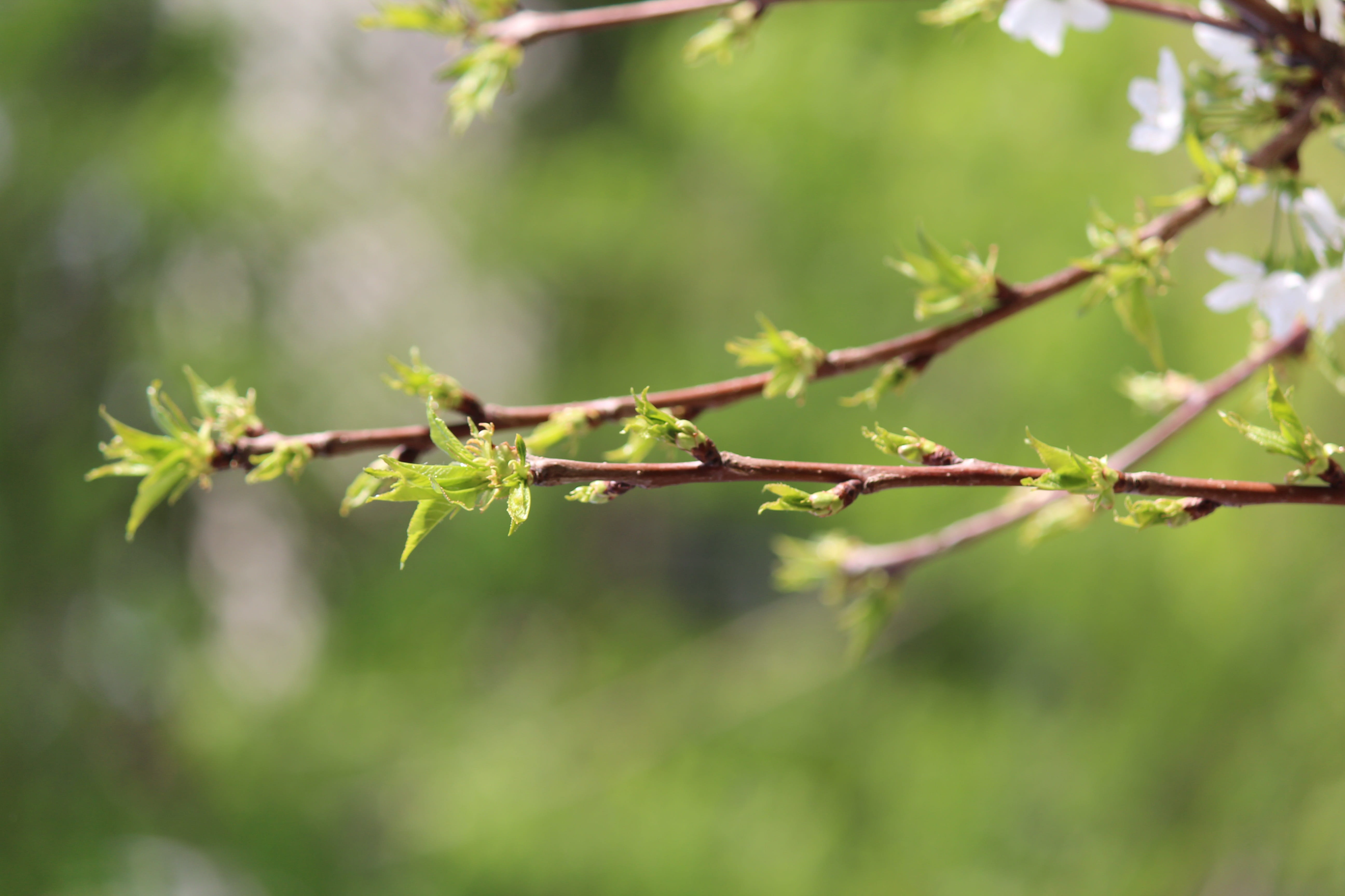 day, sunlight, selective focus, leaf, 5K, bright colors, no one, tashkent, grass, focus on foreground, green, flower, cherry, bright, temperate climate, HD Wallpaper