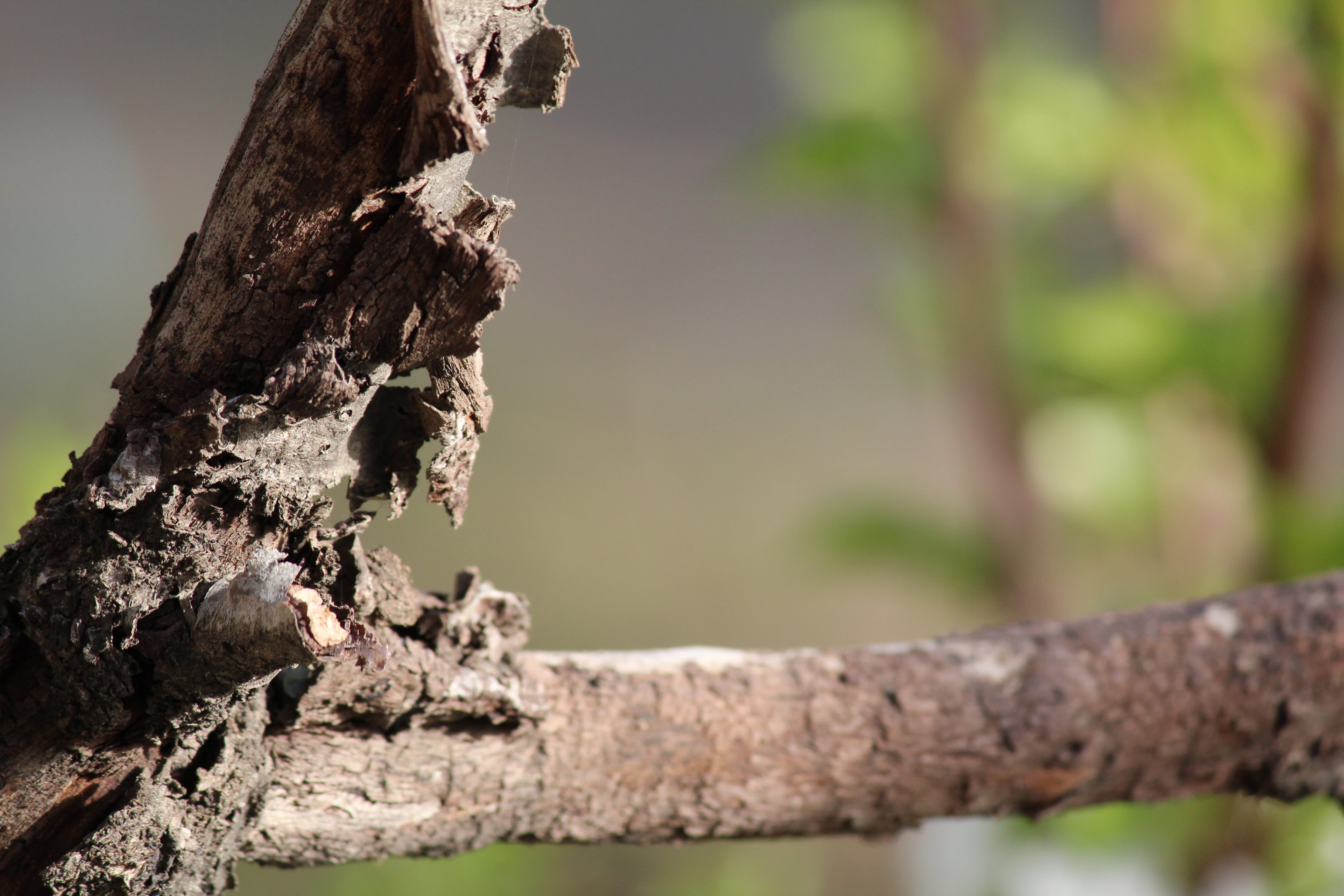 beauty in nature, postcard, krupnyj plan, day, no one, rough, design, close-up, focus on foreground, tree, nature, tree trunks, background, anitanola, tashkent, HD Wallpaper