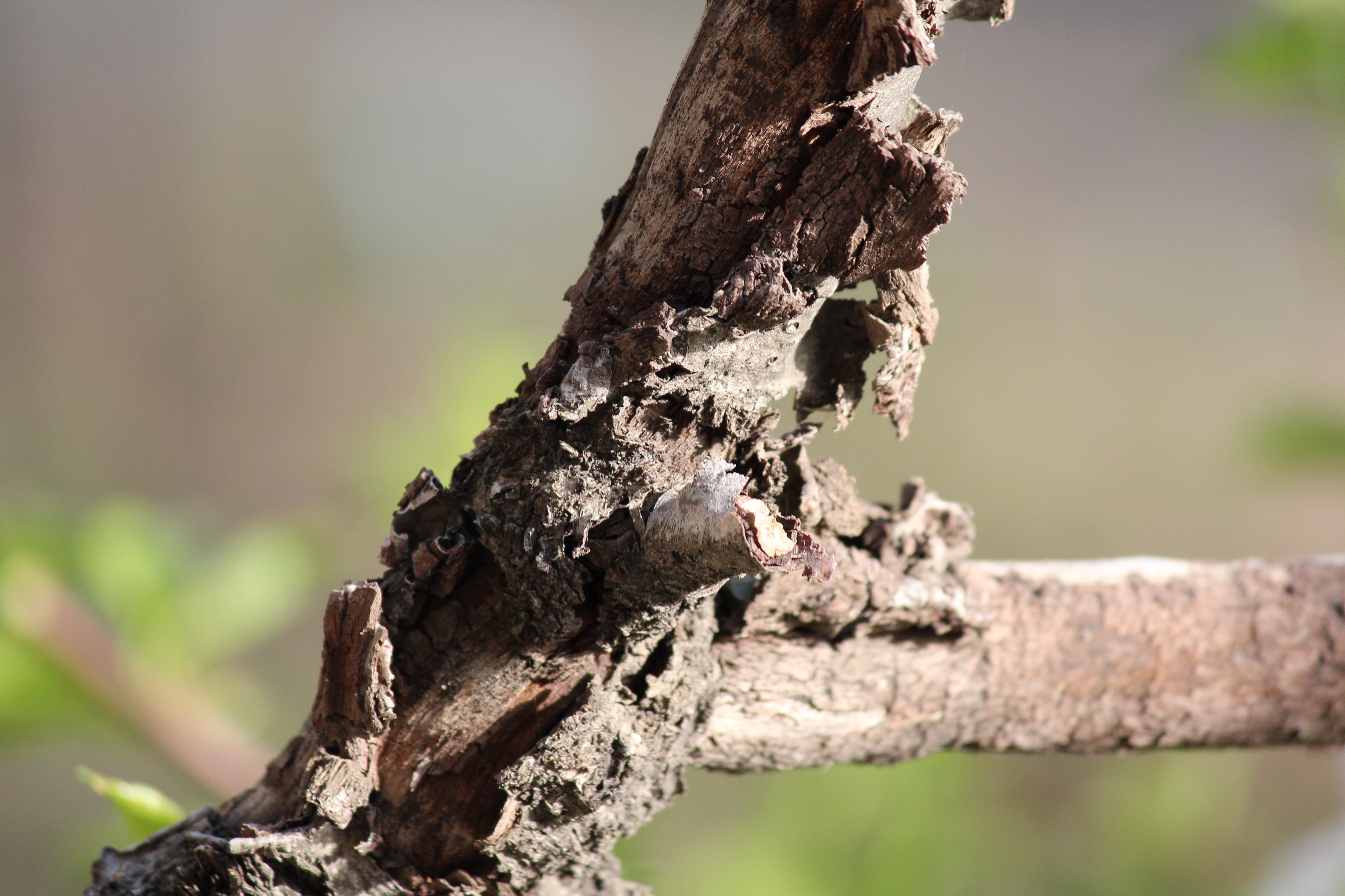 focus on foreground, animal wildlife, plant, branch, tree trunk, for the designer, no people, anitanola, wood, krupnyj plan, animal themes, postcard, wood - material, HD Wallpaper