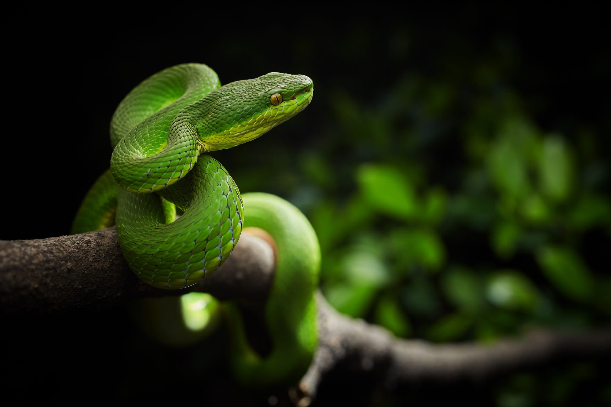 China, Viper, 1080P, keffiyeh Steineger, branch, snake, forest, Trimeresurus stejnegeri, hunting, HD Wallpaper