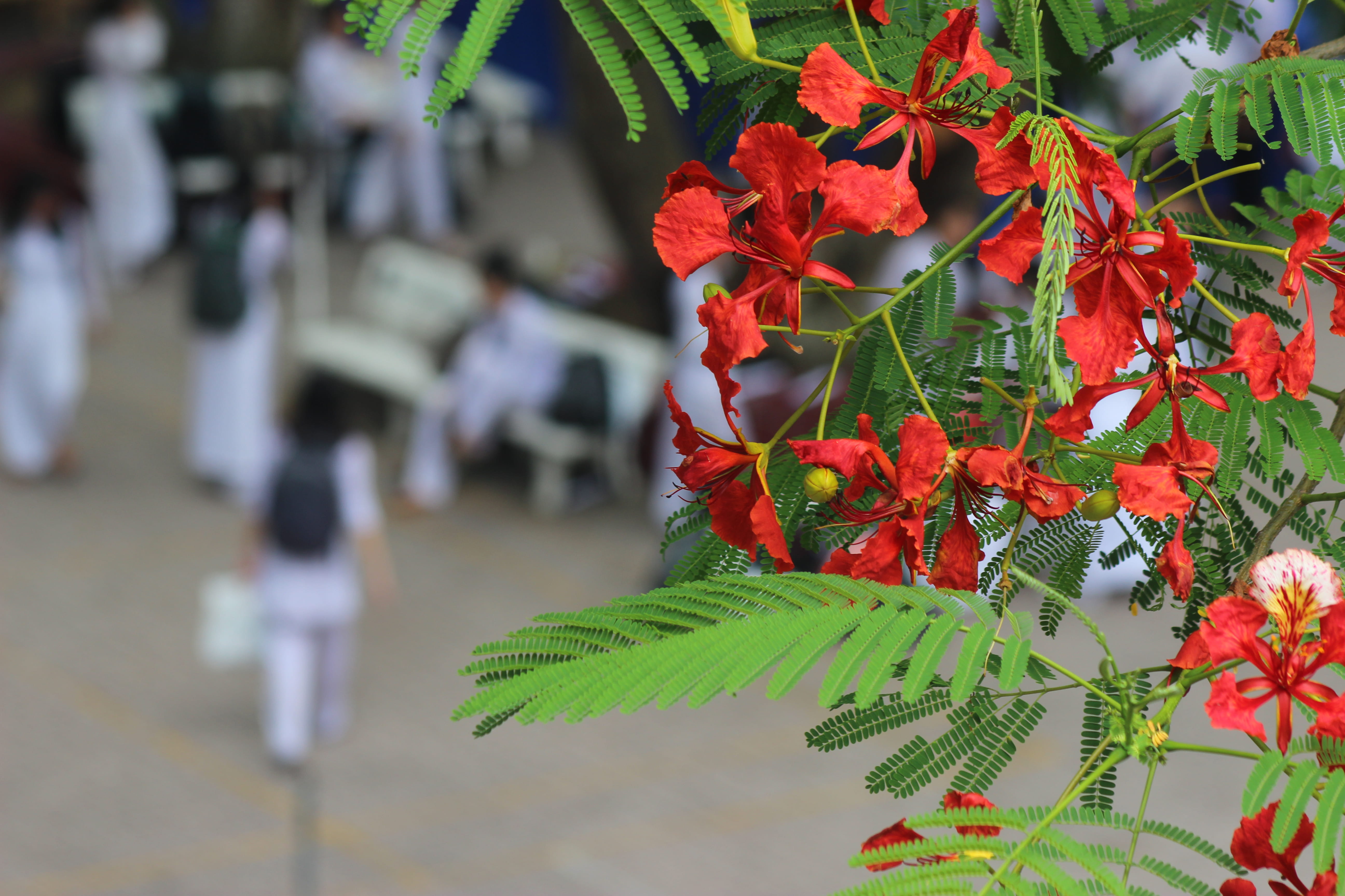 berry fruit, incidental people, viet nam, ao dai, focus on foreground, ho chi minh city, 5K, macro, students, beauty in nature, nature, freshness, leaf, HD Wallpaper