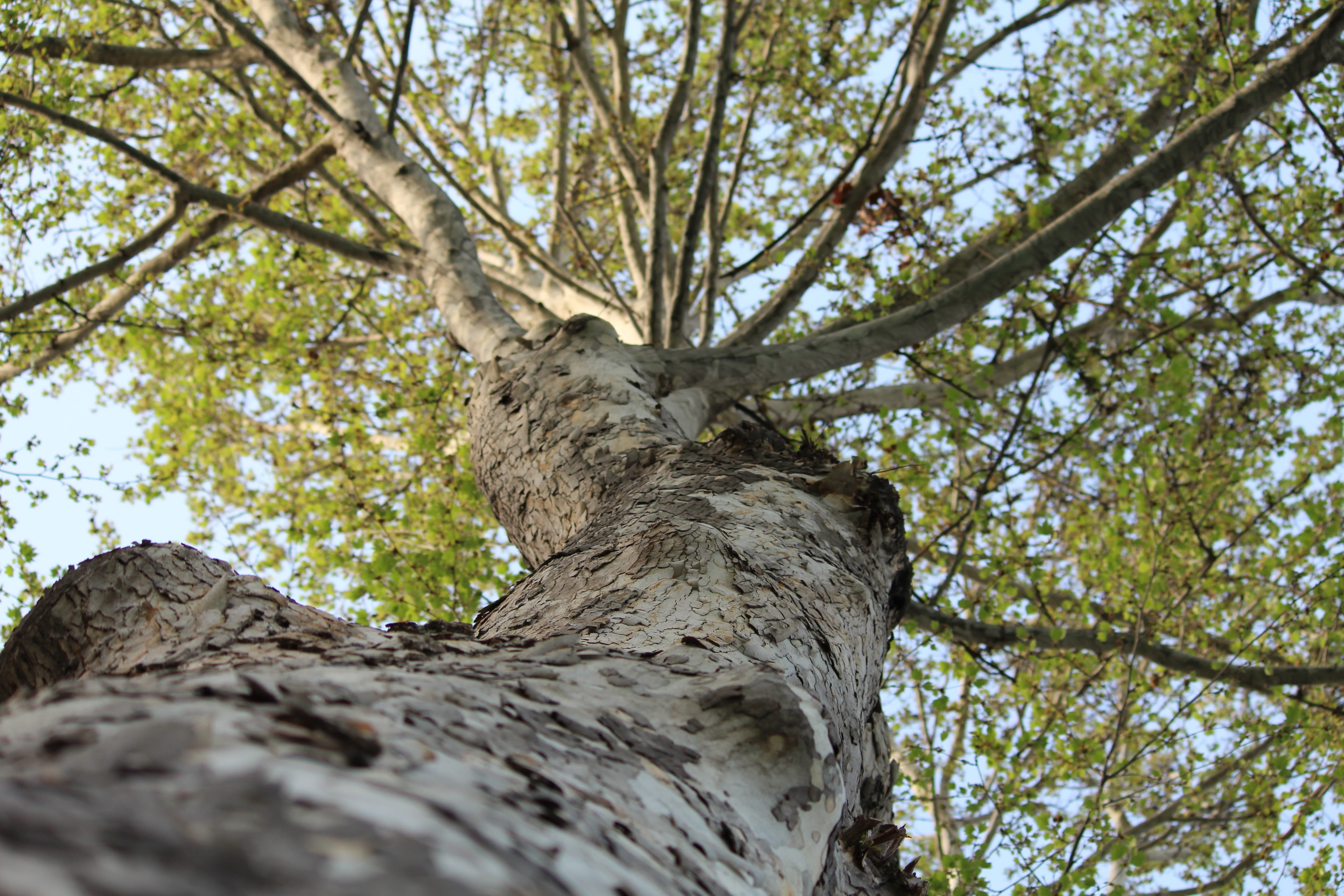 tree, close-up, living nature, tree canopy, sky, tashkent, trunk, nature, green forest, branch, garden, wood, textured, travel, spring, day, 5K, greens, HD Wallpaper