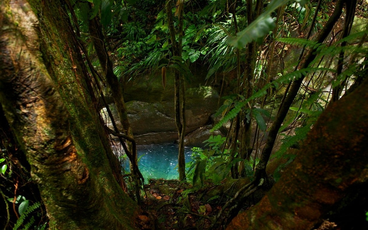 turquoise, leaves, jungle, moss, water, trees, 480P, foliage, nature, pond, landscape, ferns, tropical, Guadeloupe, HD Wallpaper