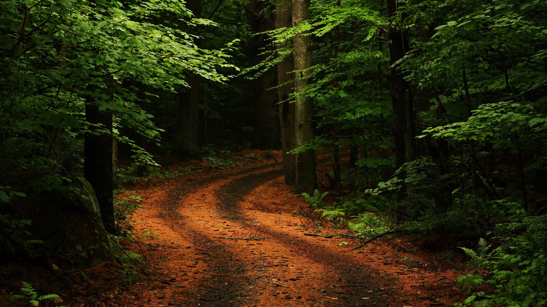 plants, dirt road, ferns, 1080P, moss, branch, leaves, road, forest, trees, nature, path, rock, HD Wallpaper