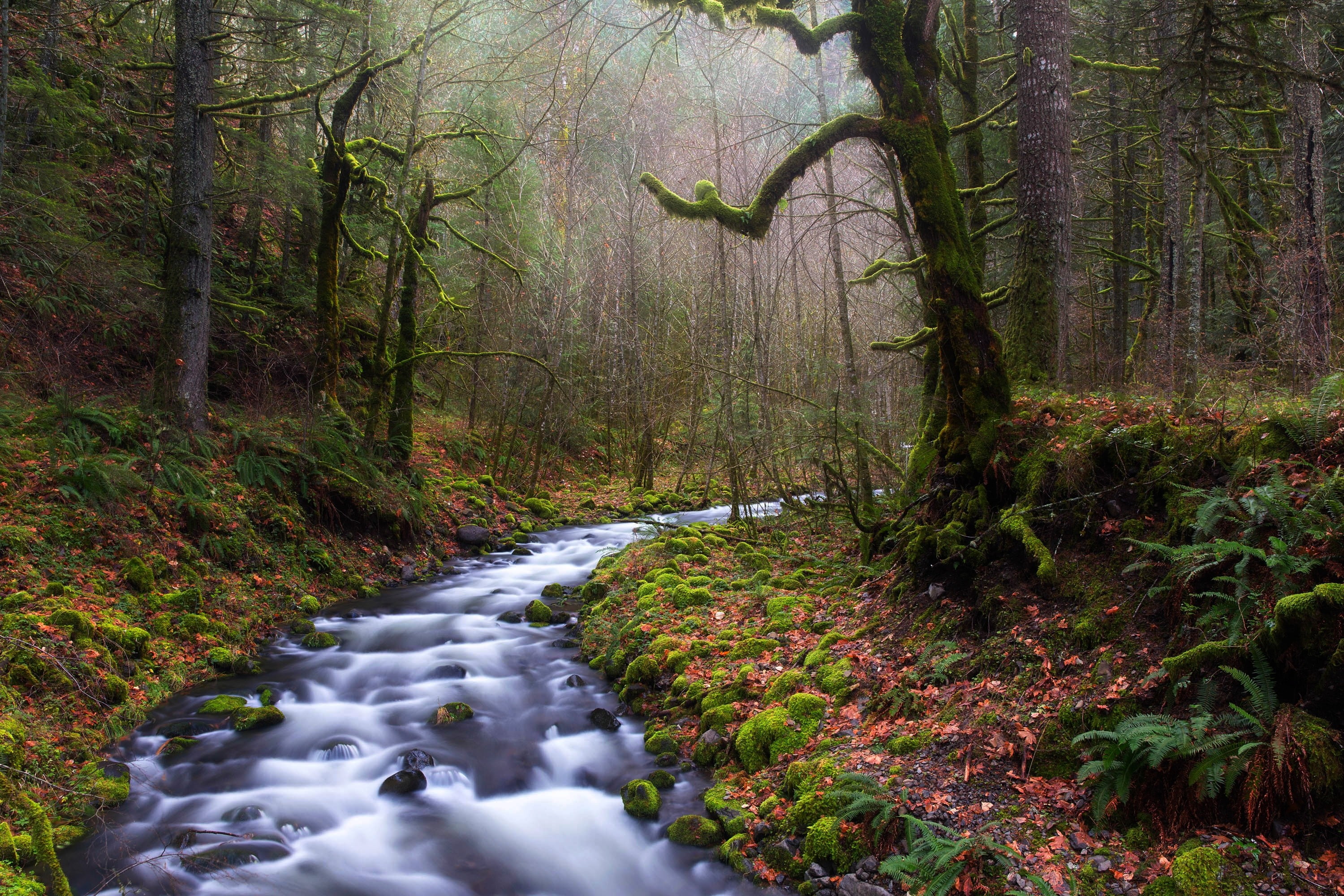 outdoors, motion, water, scenics - nature, forest, tranquil scene, landscape, stream - flowing water, woodland, trunk, trees, beauty in nature, flowing water, HD Wallpaper