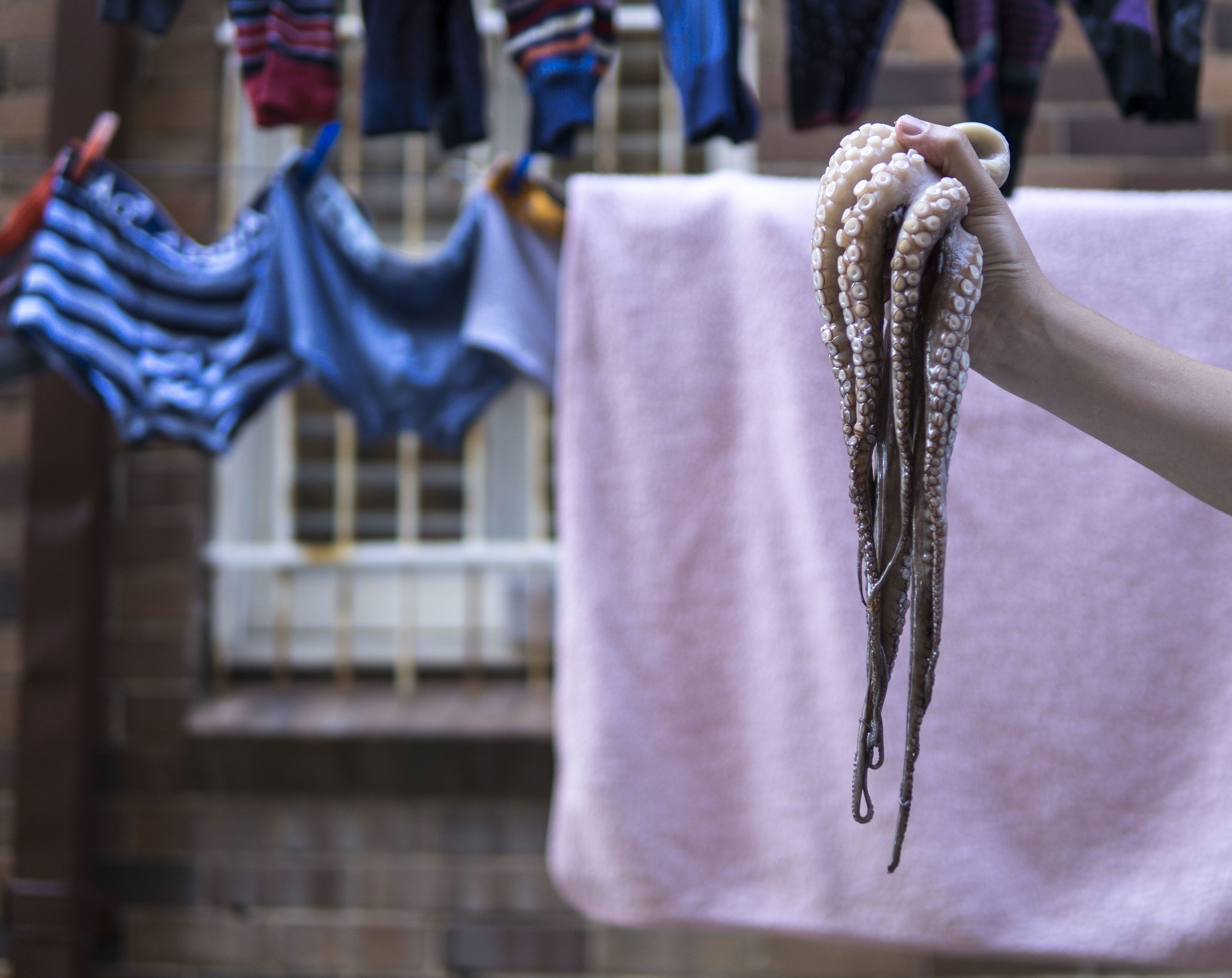 spanish, octopus, shopping, close-up, coathanger, seafood, 4K, boutique, outdoors, clothing, womans hand, textile, choice, rustic, hanging, european, ingredients, HD Wallpaper