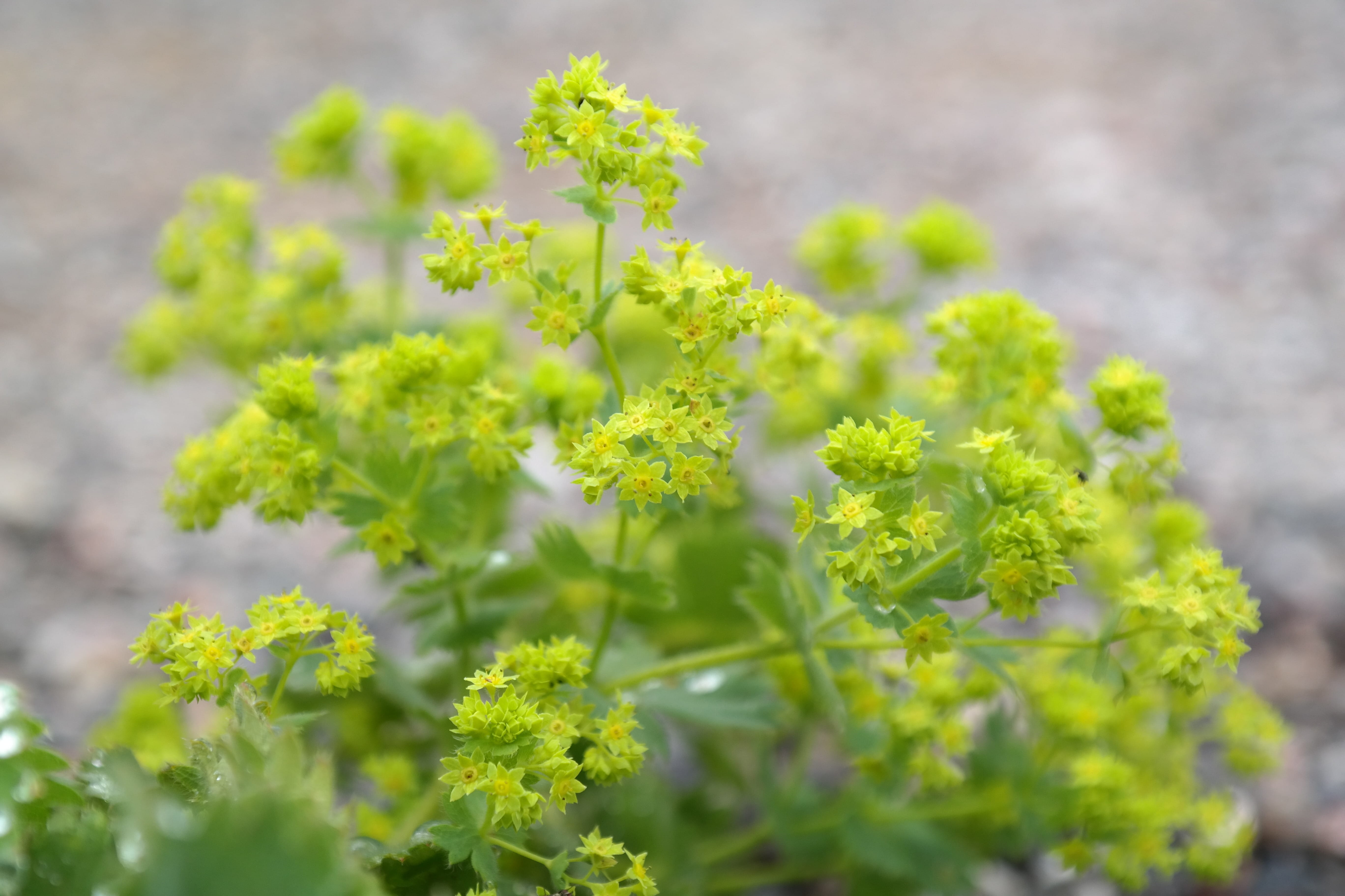 ohmkraut, alchemilla, flower, green color, alchemist herb, food, gilt gander, frauenmantel, alchemilla vulgaris, loewentapen, frauamentali, no people, thaublatt, HD Wallpaper