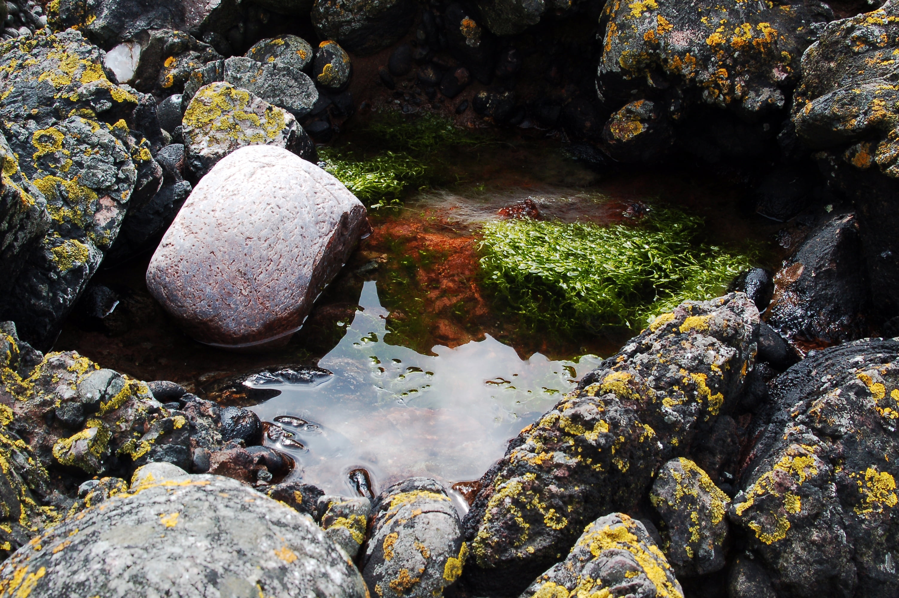 forest, stream - flowing water, rock - Object, plant, rock, no People, green Color, outdoors, porous, nature, pebble, stone, tranquil Scene, beauty In Nature, HD Wallpaper