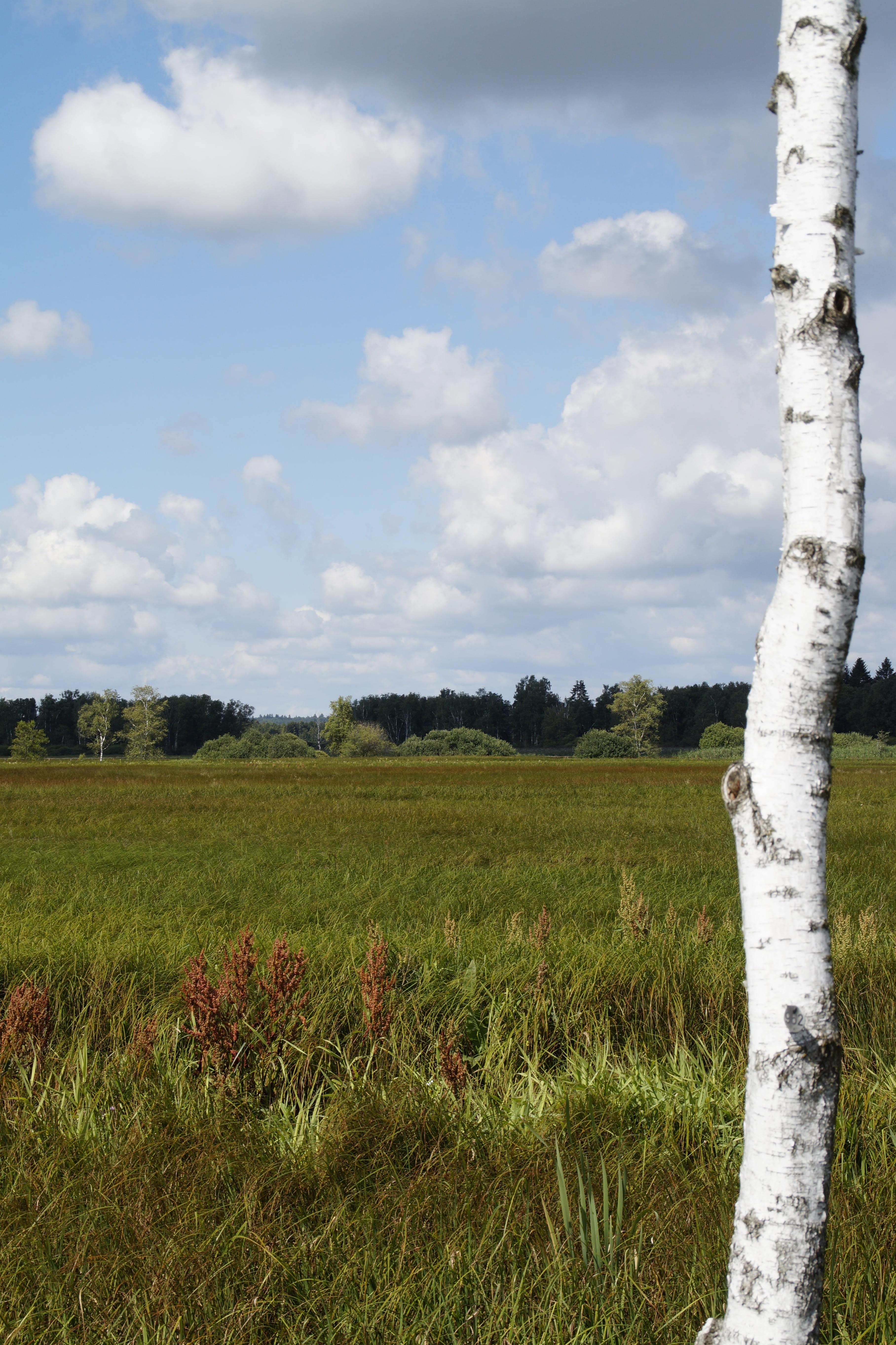 tranquility, outdoors, tranquil scene, tree, silted, nature, 5K, wetland, rural scene, beauty in nature, land, moorland, sky, summer, plant, no people, Phone HD Wallpaper