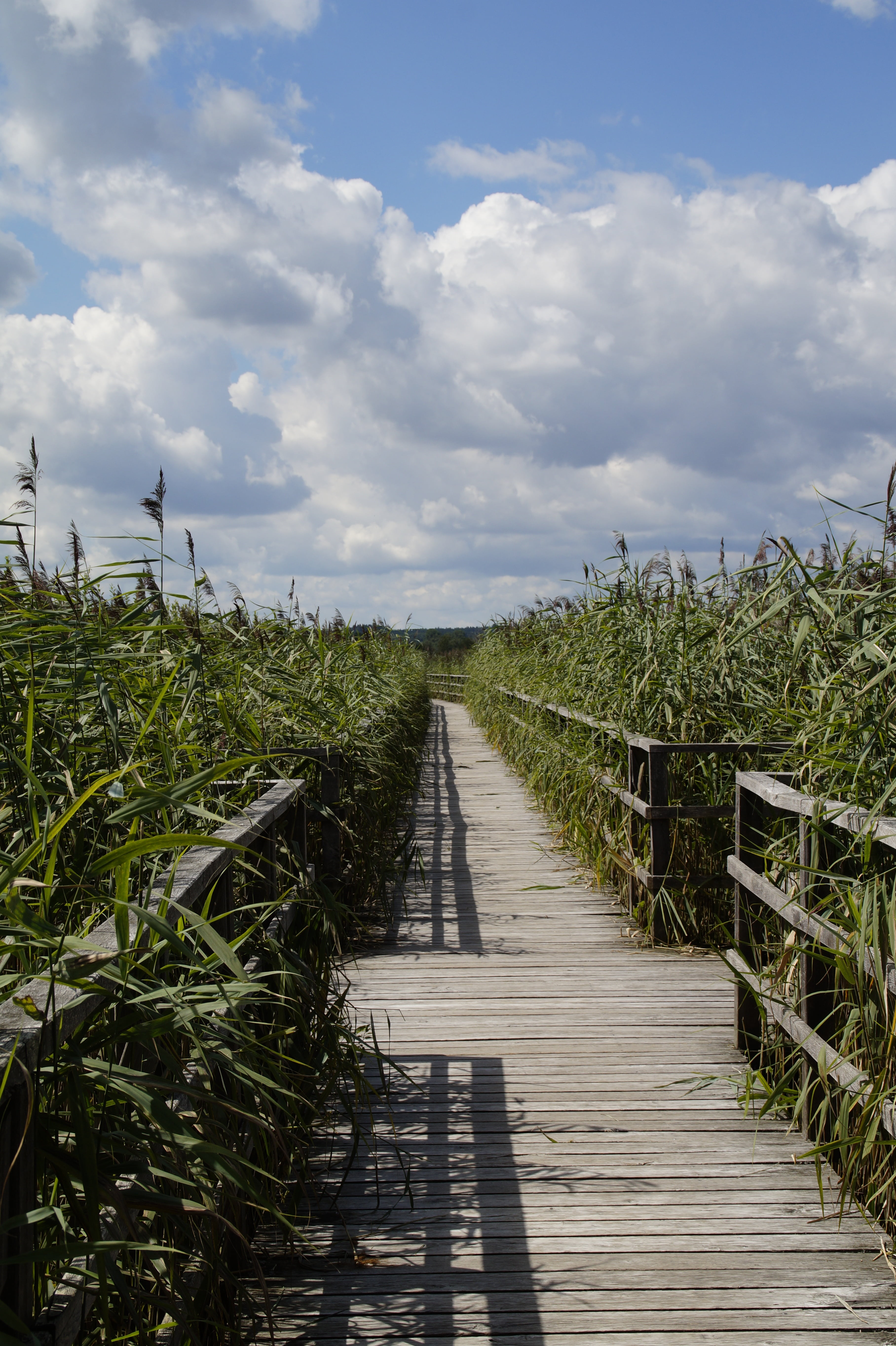 cloud - sky, long, footpath, clouds, outdoors, web, wood - material, wood paneling, railing, grasses, 5K, bridge, growth, no people, beauty in nature, Phone HD Wallpaper