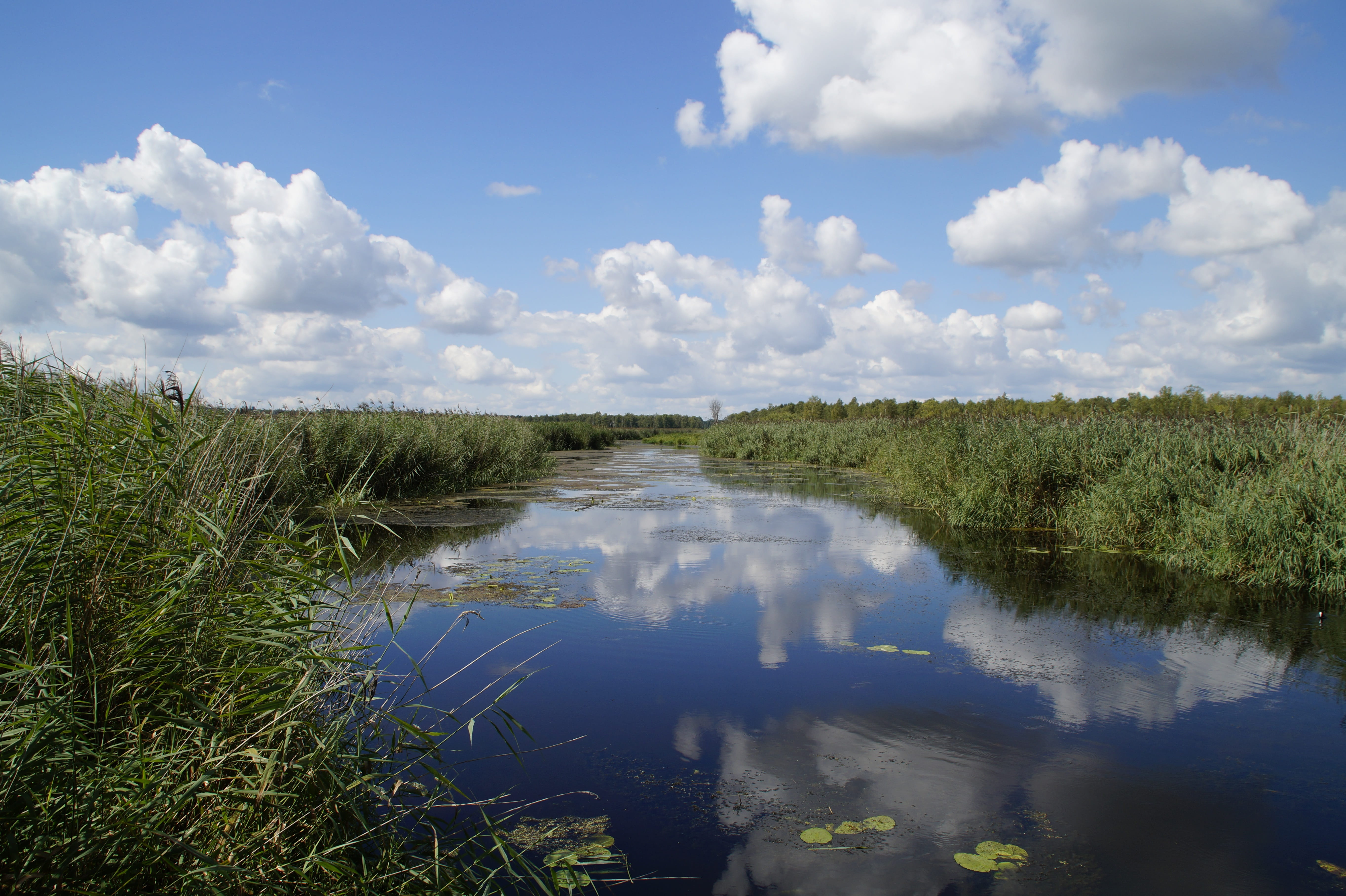 baden württemberg, tranquil scene, reed, day, green color, coots, 5K, non-urban scene, growth, southern germany, clouds, moorland, environment, water, HD Wallpaper