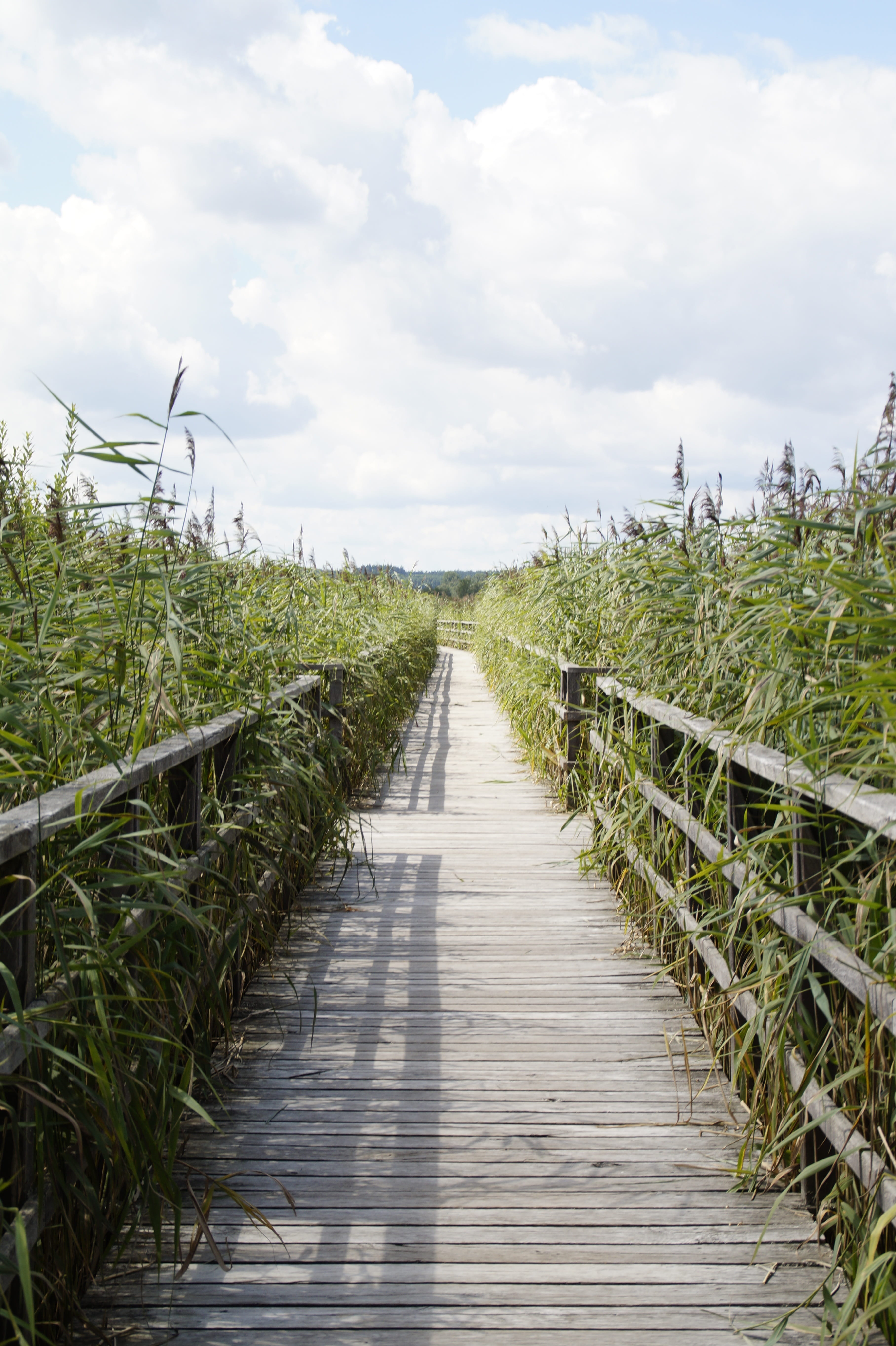beauty in nature, footpath, wooden boards, nature reserve, clouds, outdoors, web, vanishing point, landscape, long, nature conservation, cloud - sky, direction, Phone HD Wallpaper