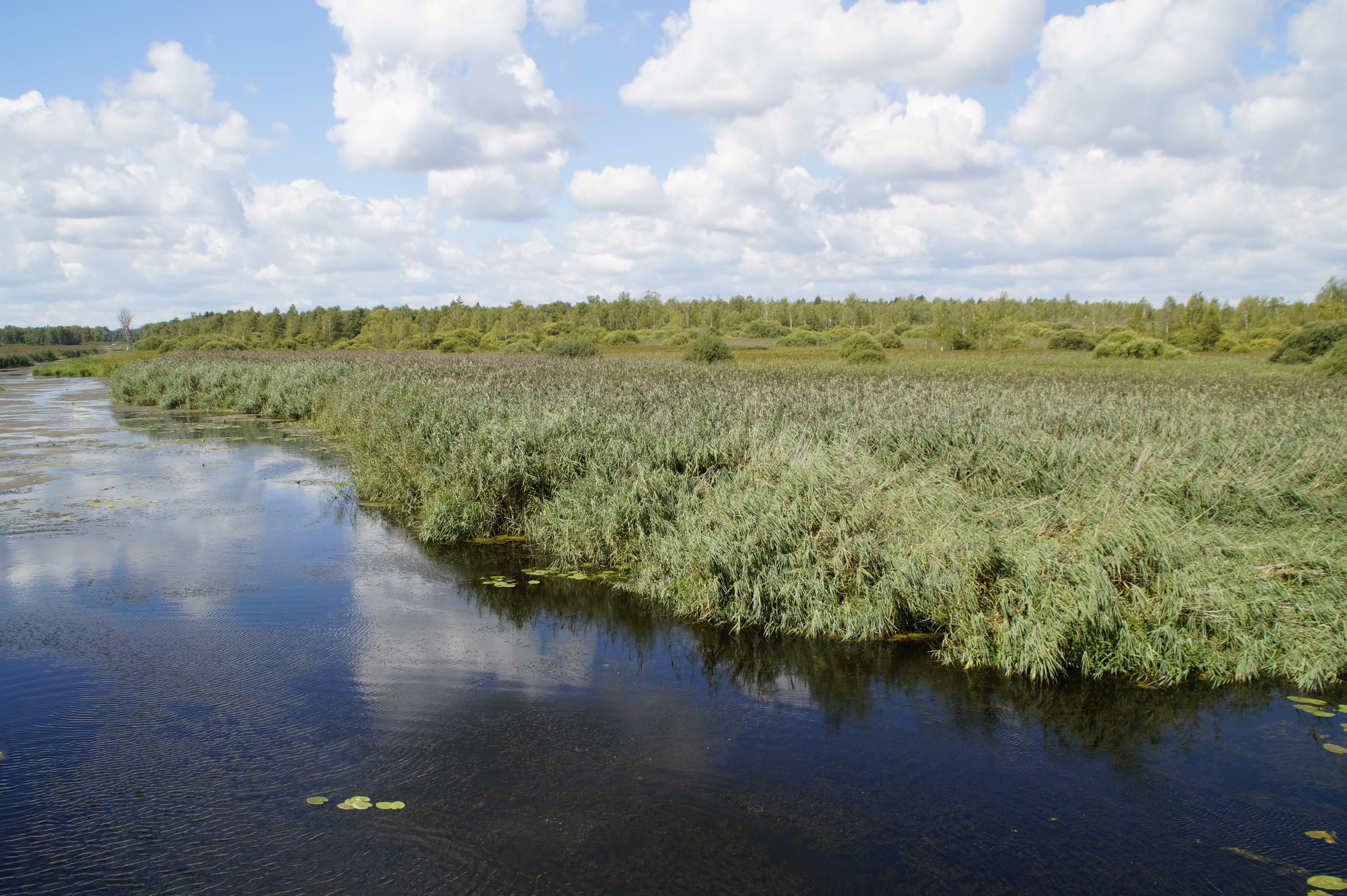 mirroring, environment, tranquility, grass, moor, cloud - sky, wetland, day, grasses, moorland, plant, baden württemberg, nature reserve, summer, southern germany, HD Wallpaper