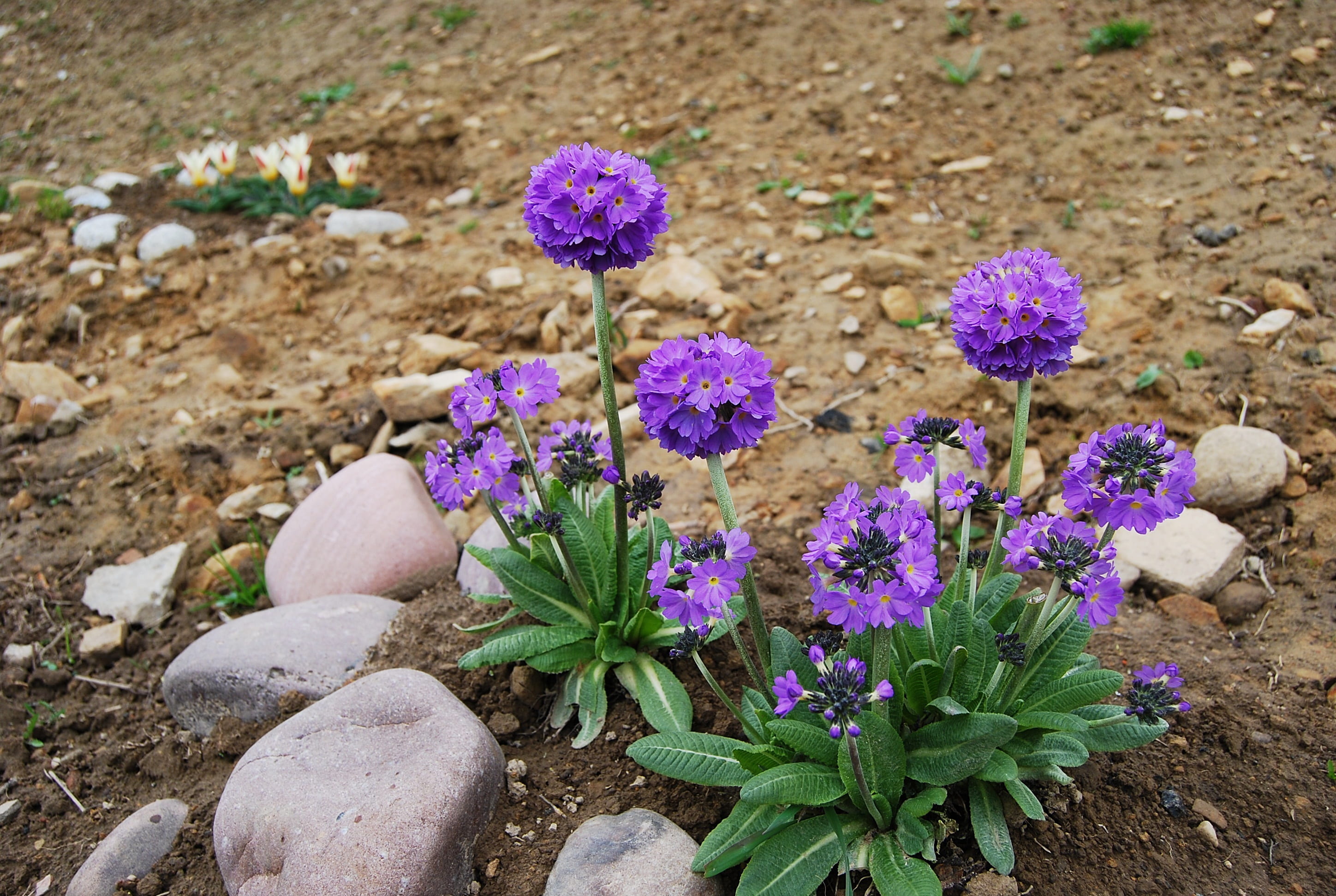 early spring, at the court of, fragility, close-up, inflorescence, high angle view, flower head, plant, the beginning of the garden, silts soil, petal, HD Wallpaper