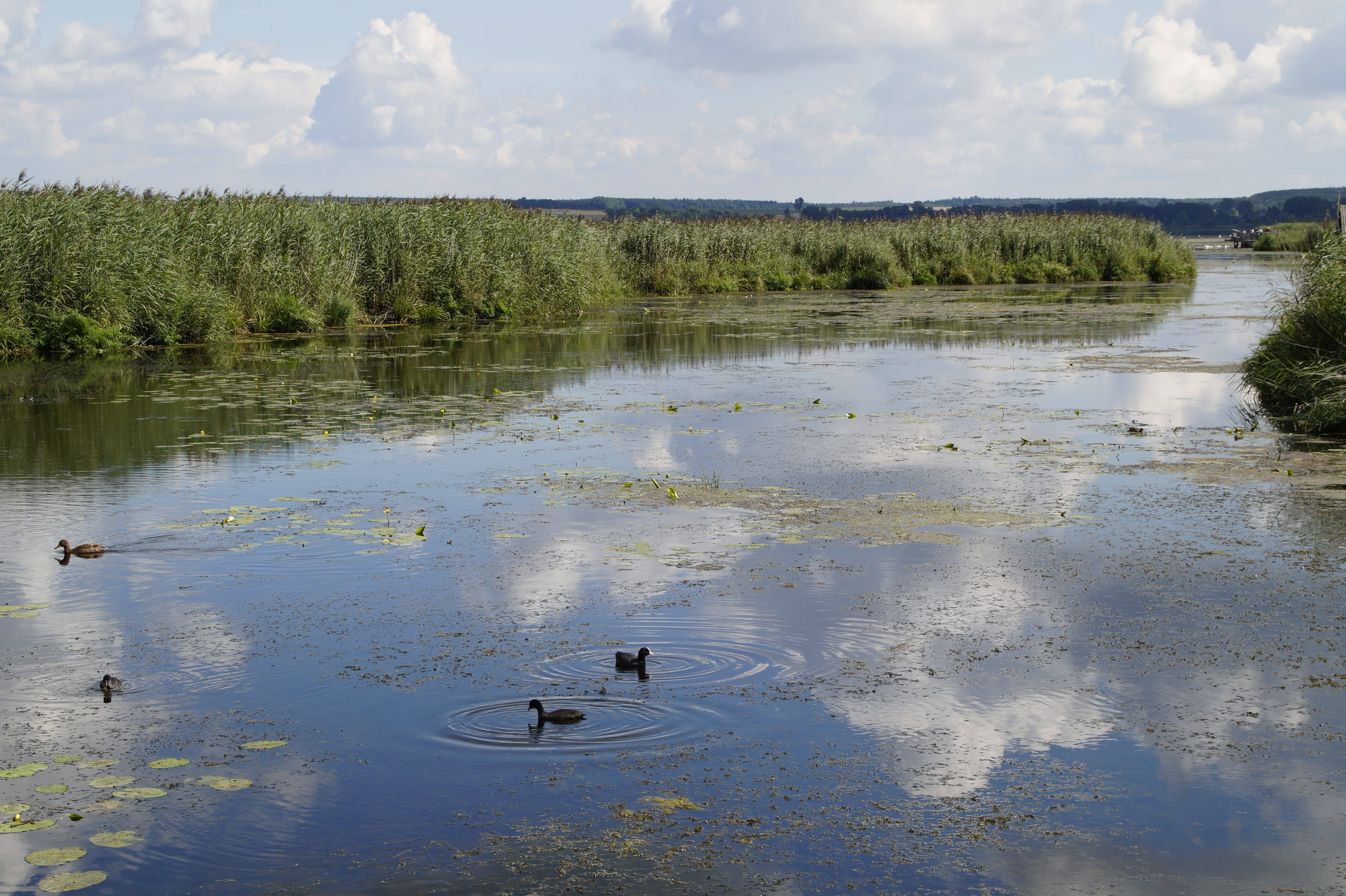 tributary, animal, wetland, moorland, waters, nature, reed, Spring Lake, summer, reflection, sky, tree, coots, 5K, day, mirroring, outdoors, no people, HD Wallpaper