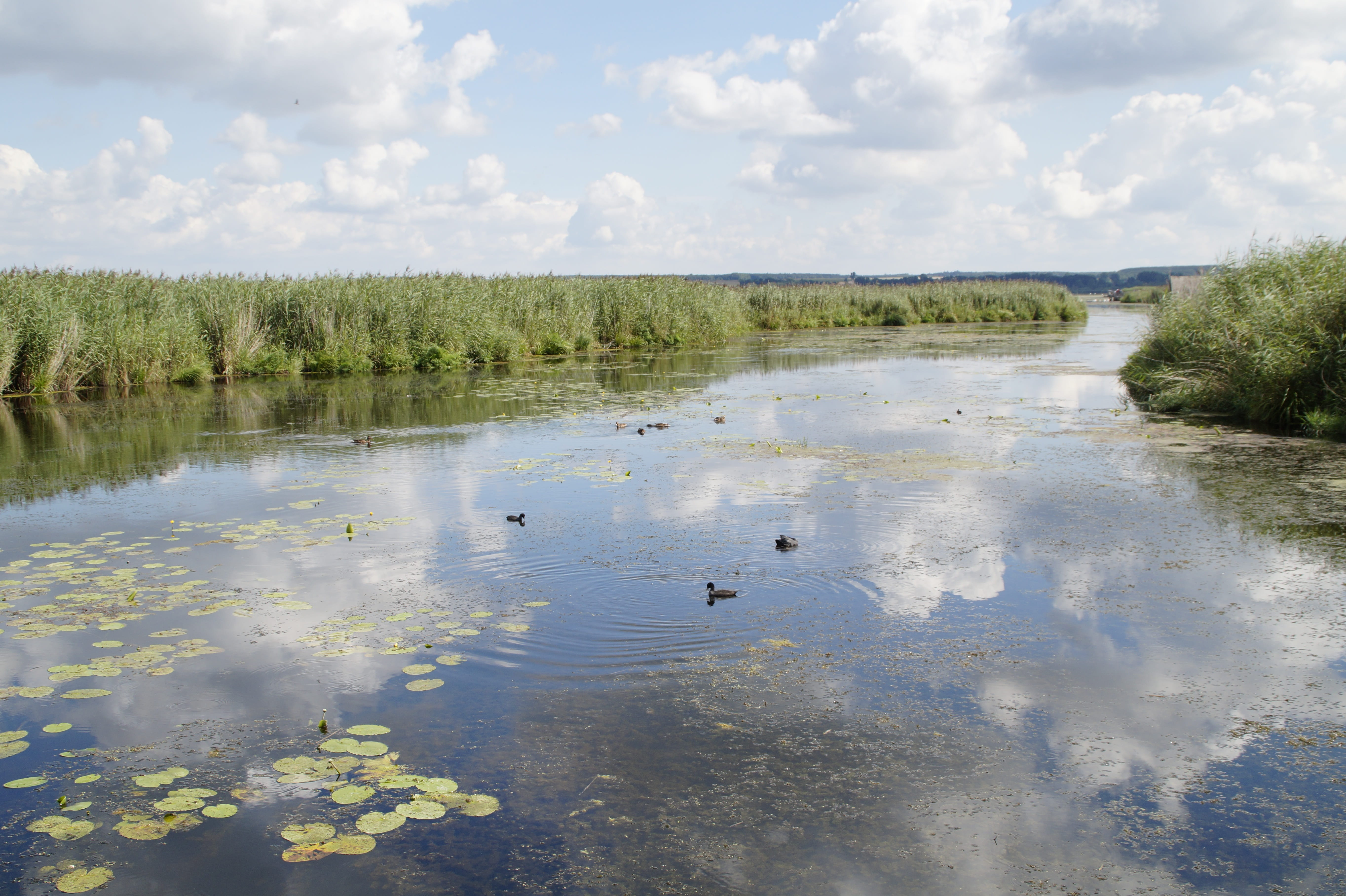 Spring Lake, mirroring, nature conservation, baden württemberg, plant, animal wildlife, marsh, summer, cloud - Sky, nature, day, scenics - nature, sky, HD Wallpaper