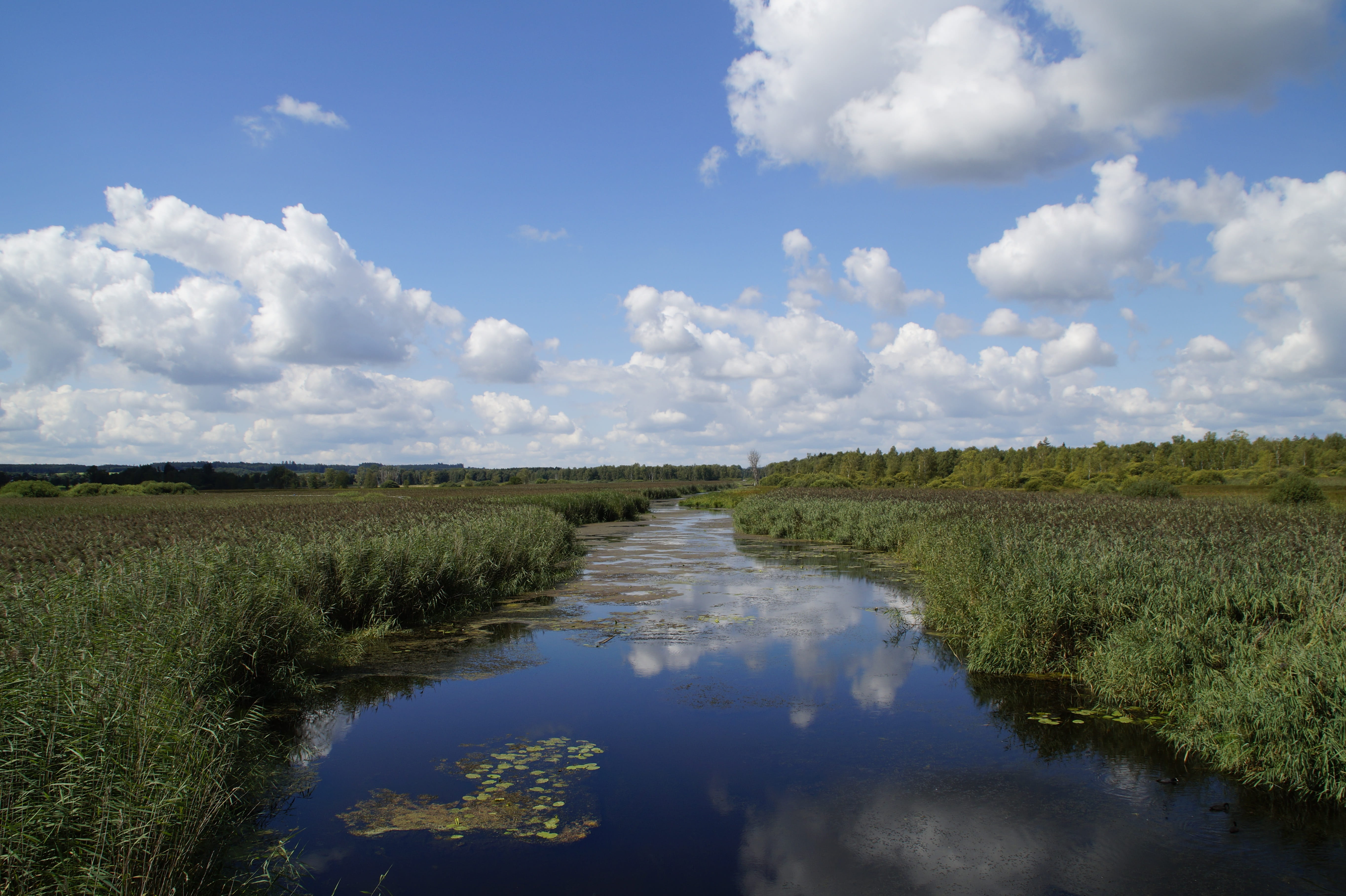 land, beauty in nature, Landscape, growth, 5K, tranquility, water, lake, baden württemberg, outdoors, mirroring, day, scenics - nature, swamp, reed, cloud - sky, HD Wallpaper