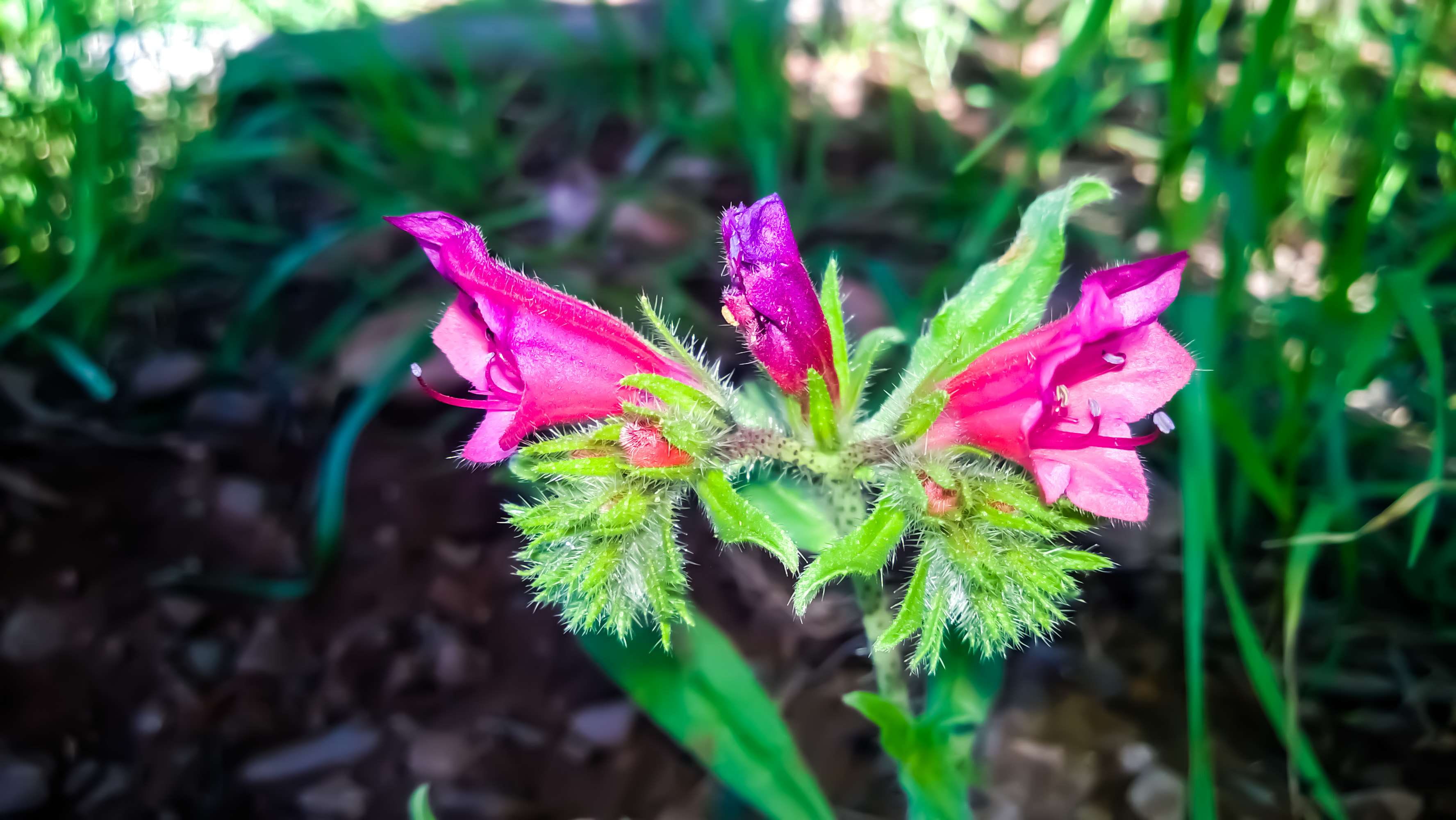 fragility, najib, petal, field of flowers, plant, growth, focus on foreground, leaf, beauty in nature, 2K, close-up, purple, nature photography, pink, HD Wallpaper