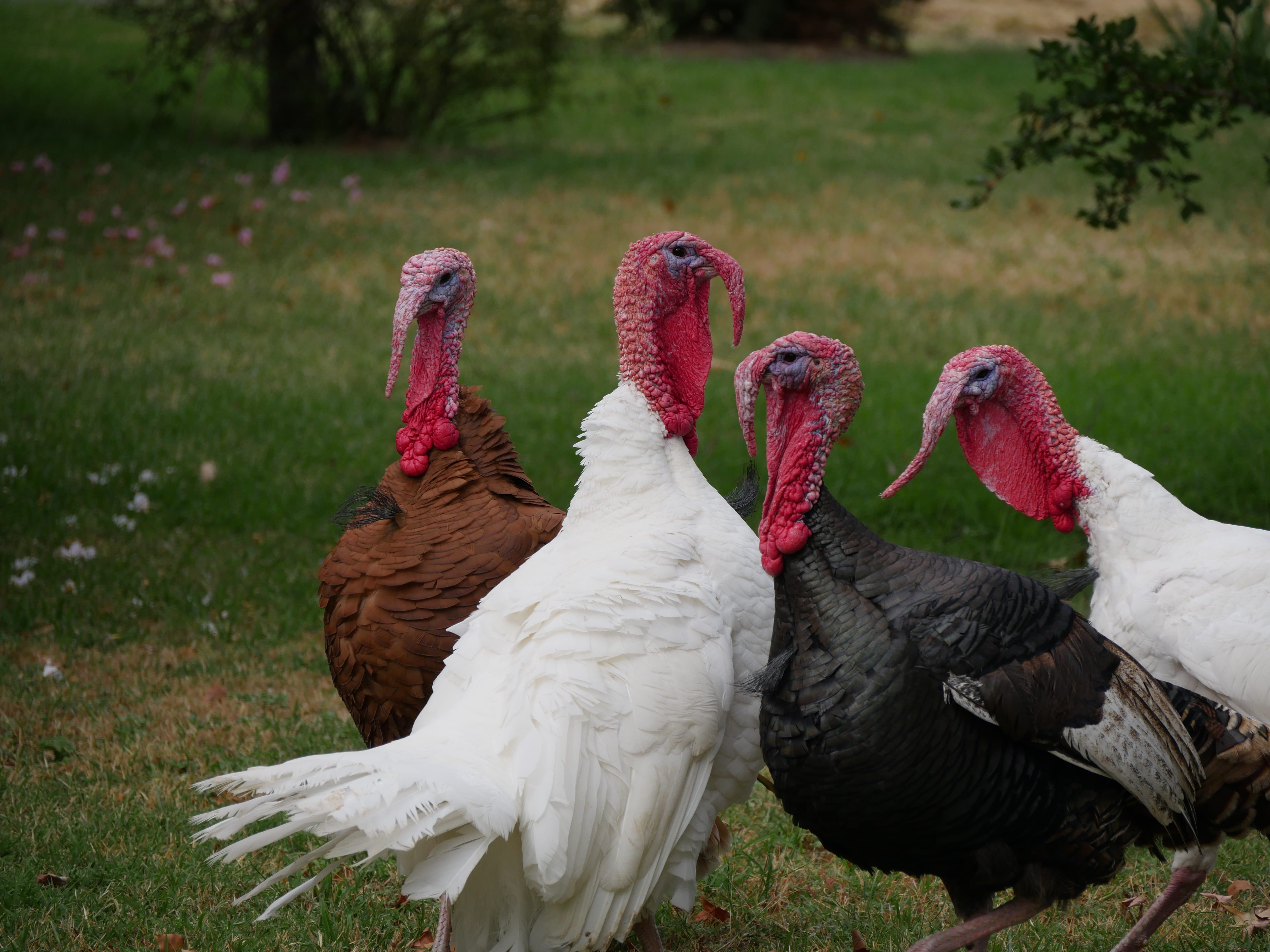 turkey, two animals, grass, day, rafter, land, plants, 5K, lowlight, aggression, outdoors, domestic animals, animal, group of animals, field, near, gang, HD Wallpaper