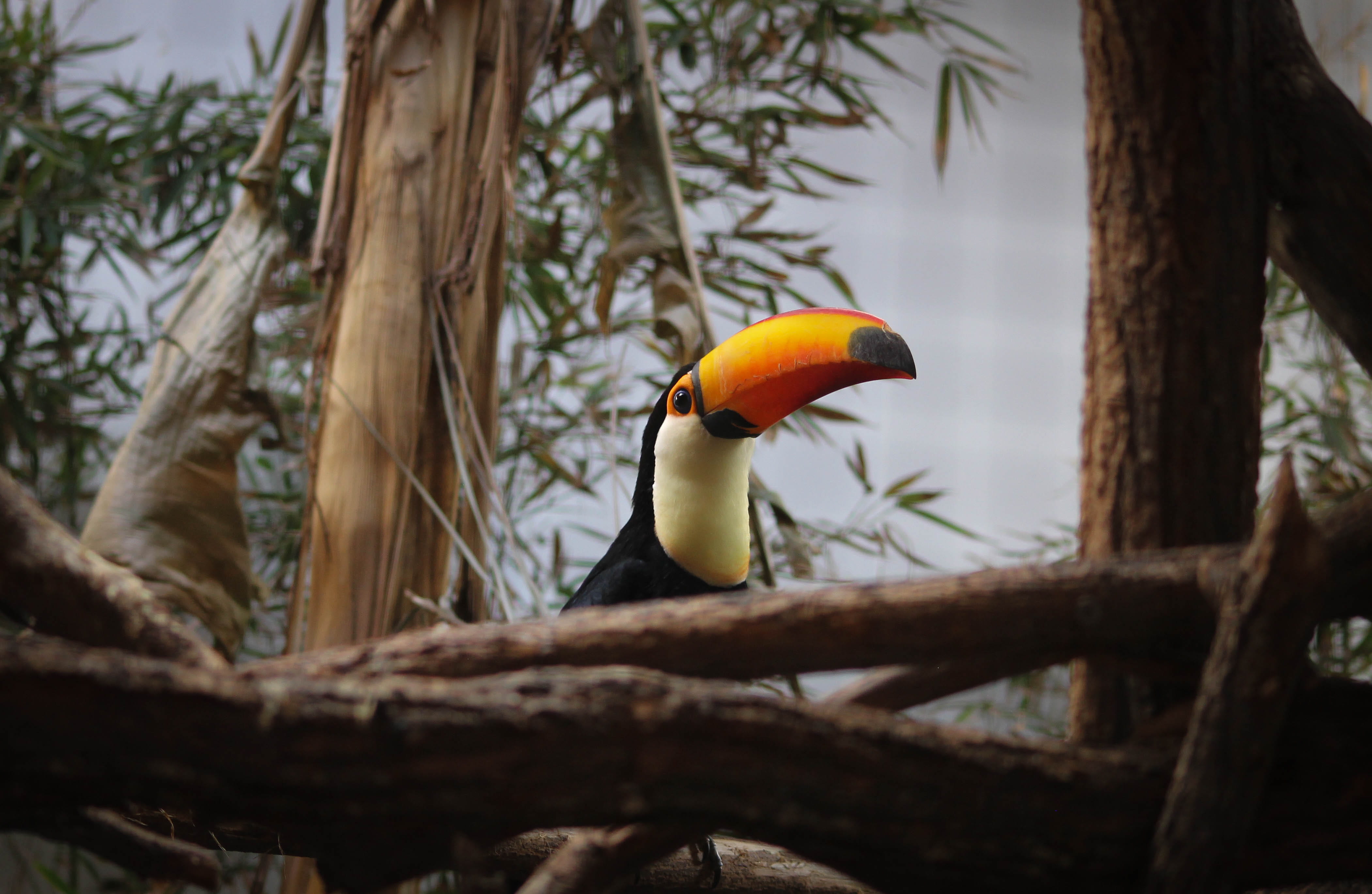 animal wildlife, focus on foreground, animals in the wild, no people, photography, tree trunk, day, animal themes, yellow, toucan, vertebrate, one animal, HD Wallpaper